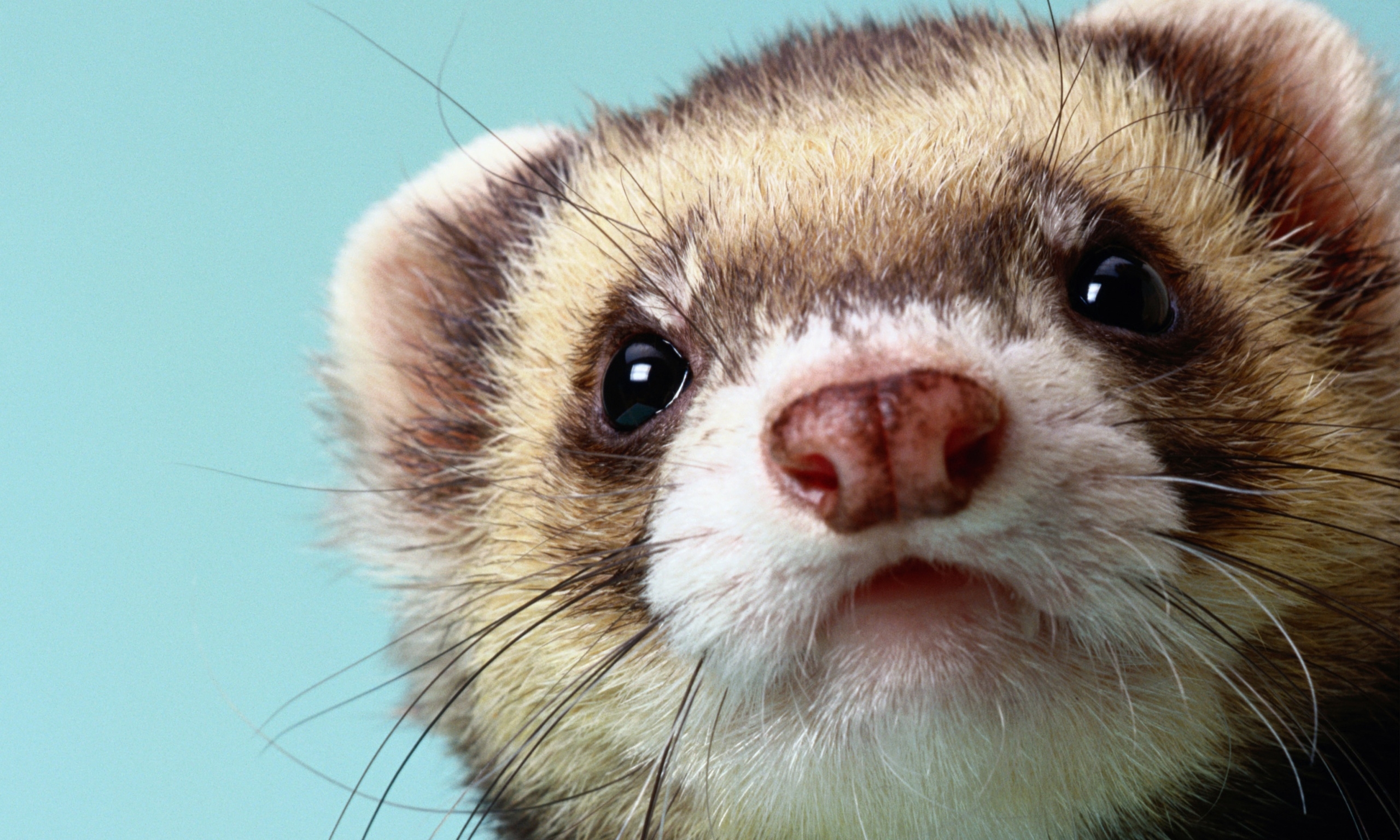 Ferret Wallpapers