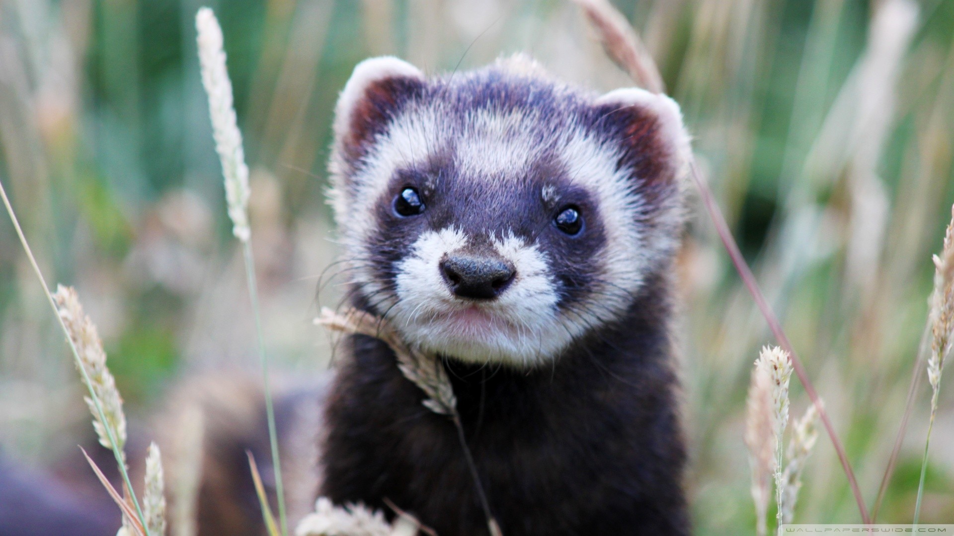 Ferret Wallpapers