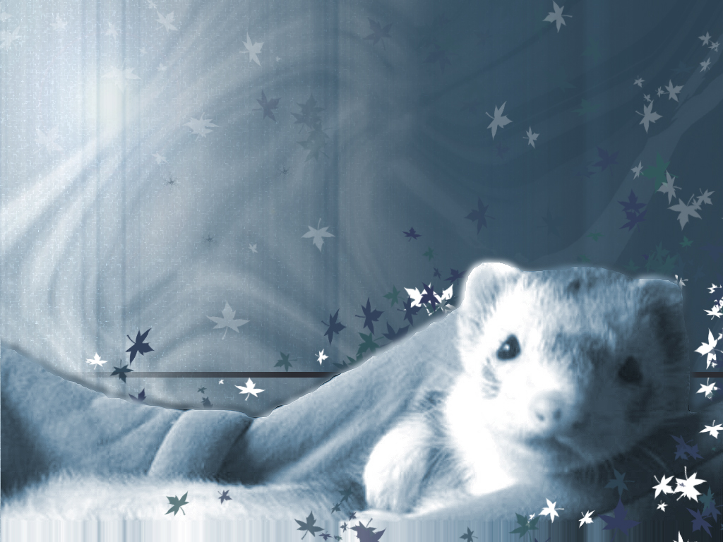 Ferret Wallpapers