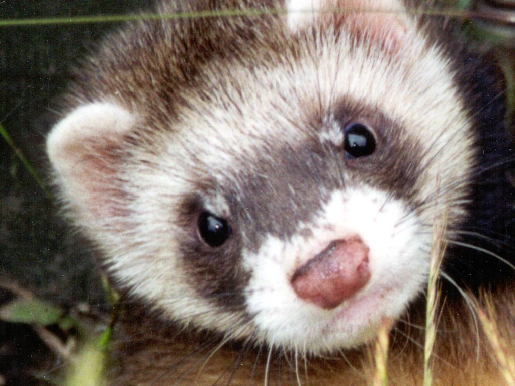 Ferret Wallpapers