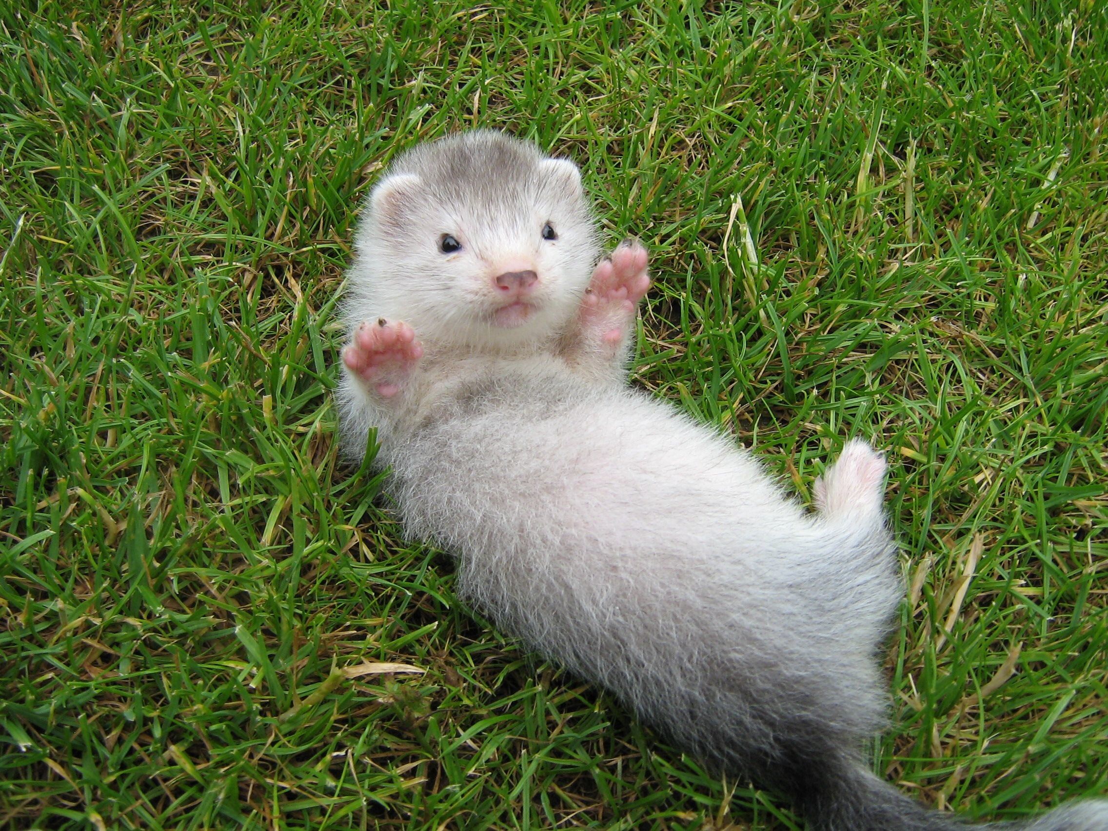 Ferret Wallpapers