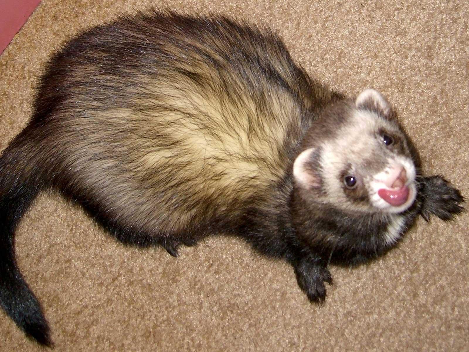 Ferret Wallpapers