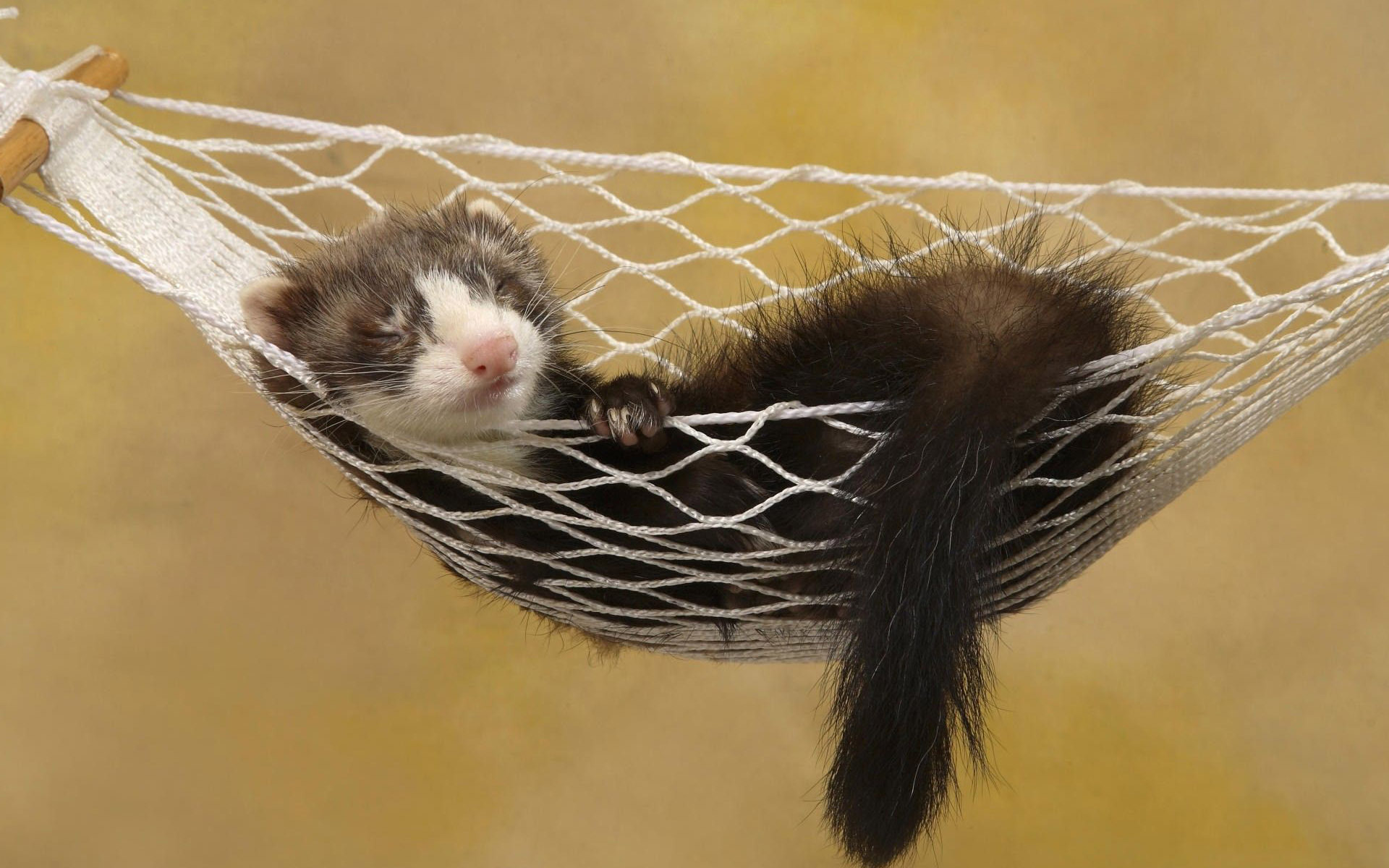 Ferret Wallpapers