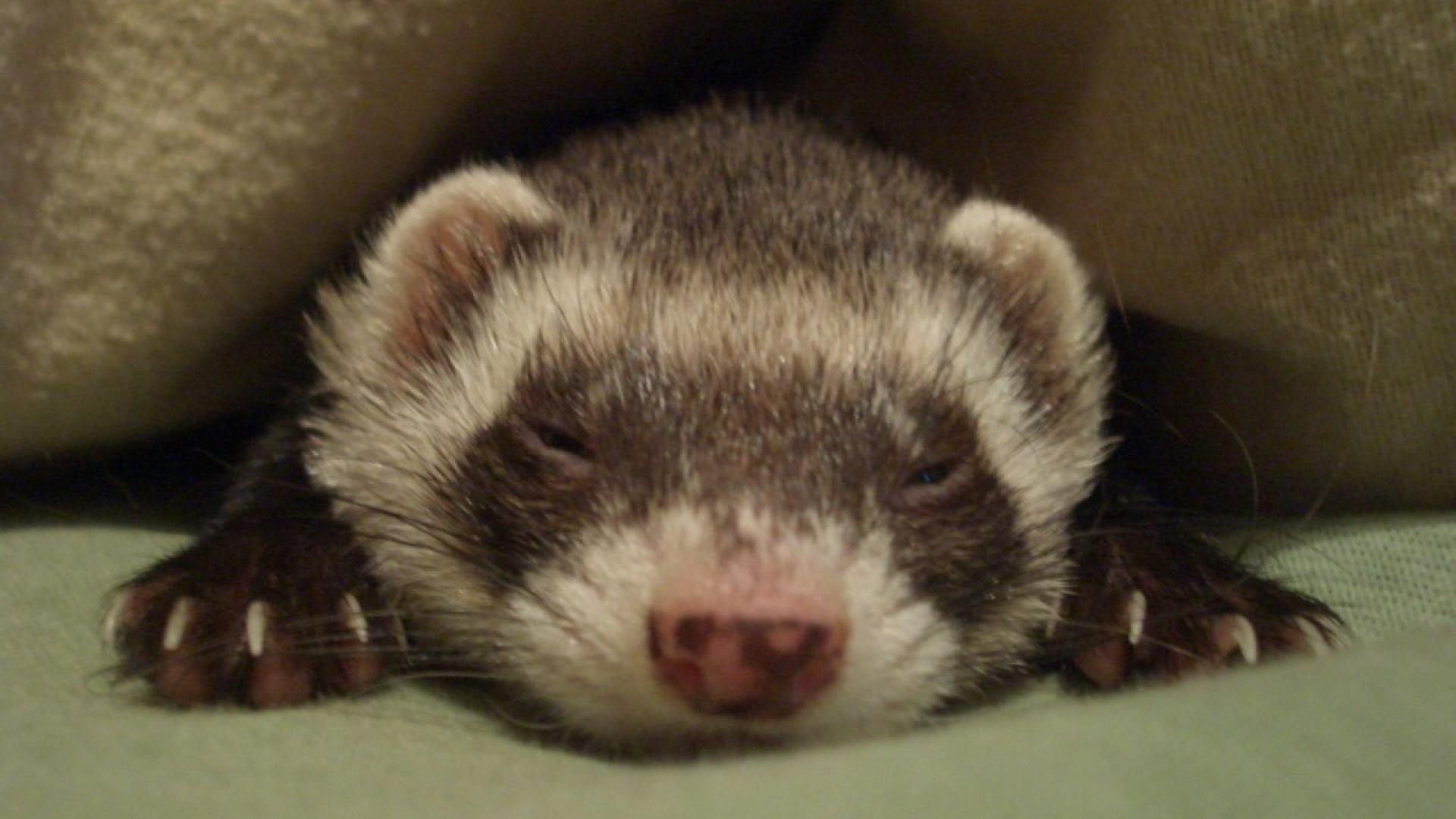 Ferret Wallpapers