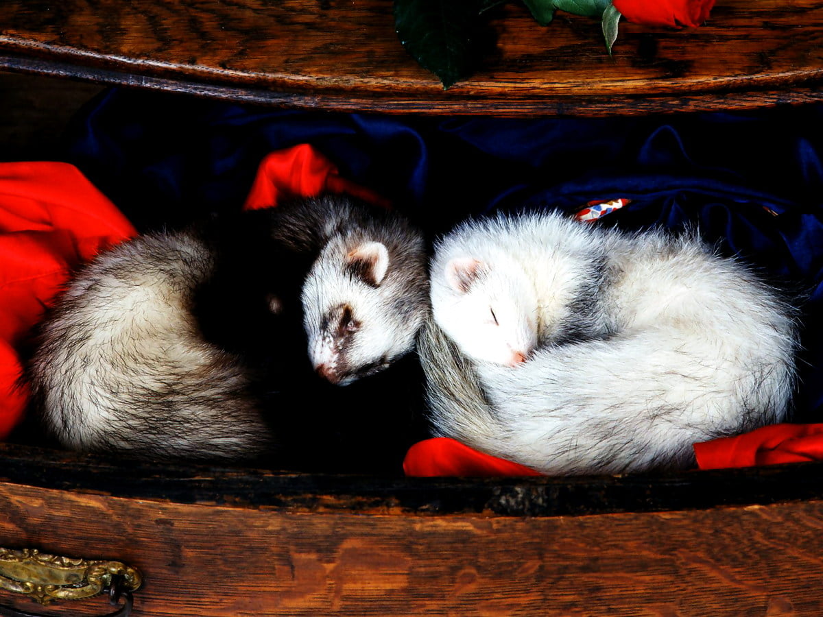 Ferret Wallpapers