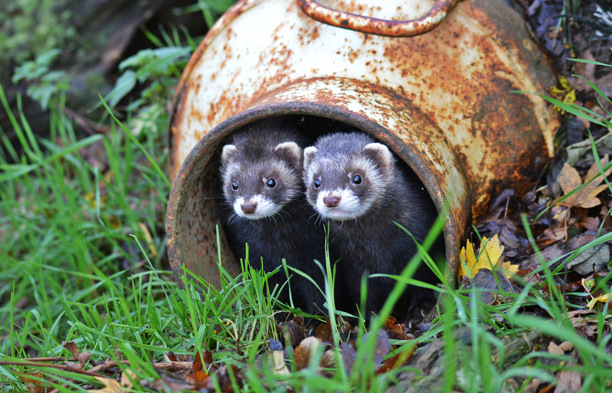 Ferret Wallpapers