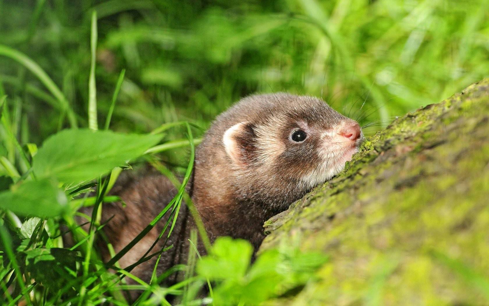 Ferret Wallpapers