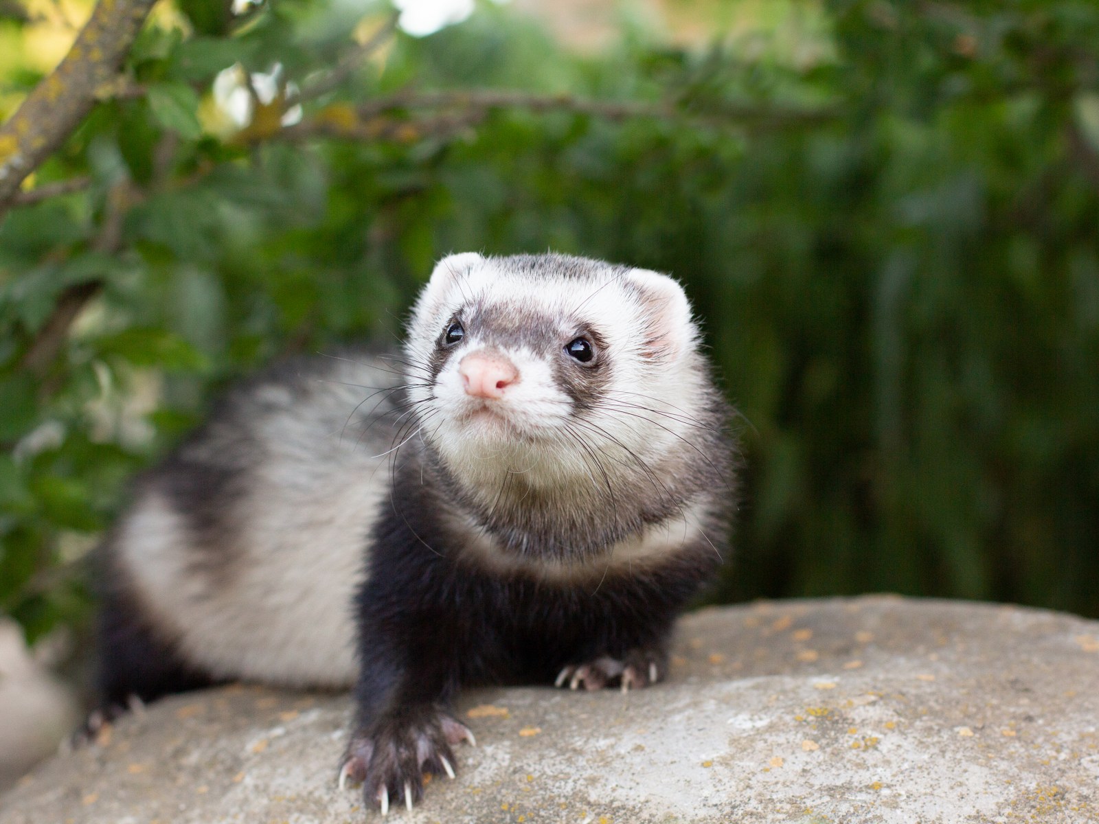 Ferret Wallpapers