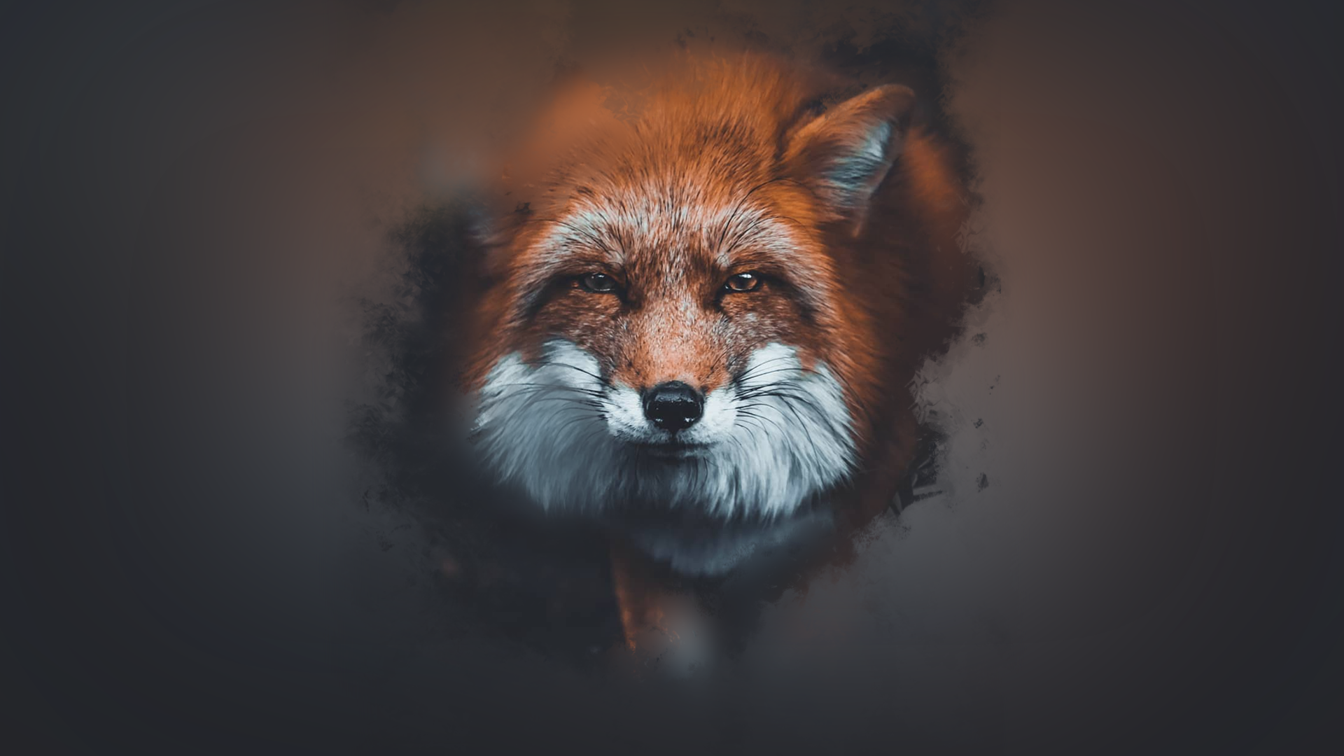 Fox Wallpapers