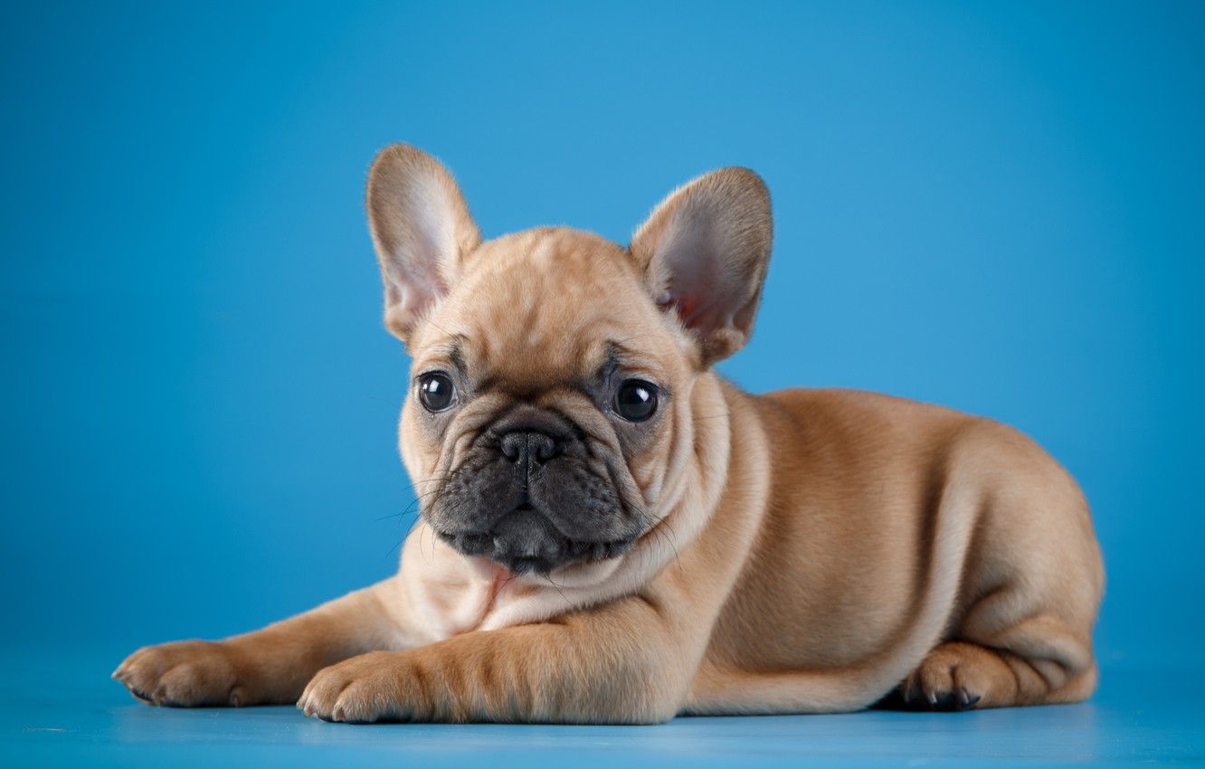 French Bulldog Wallpapers