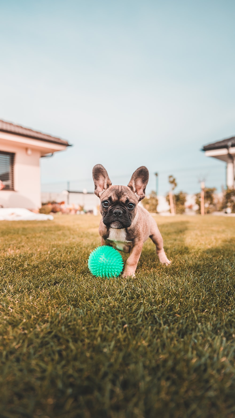 French Bulldog Wallpapers