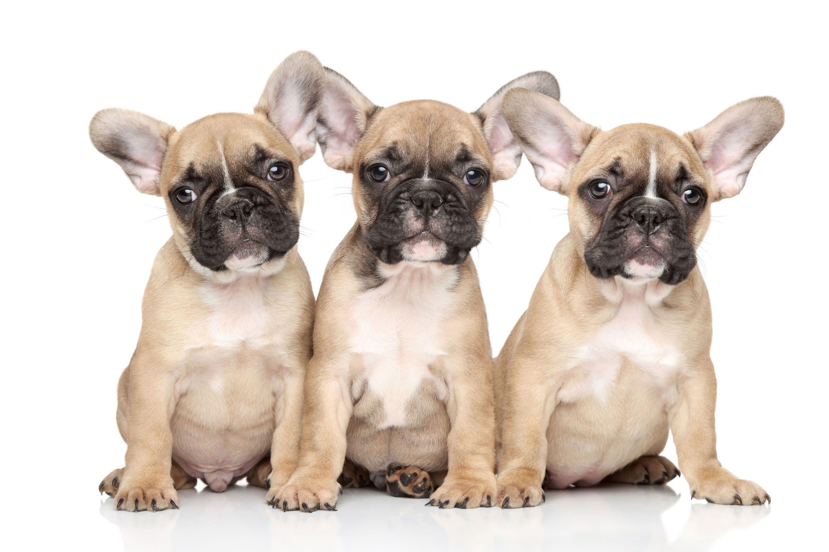 French Bulldog Wallpapers