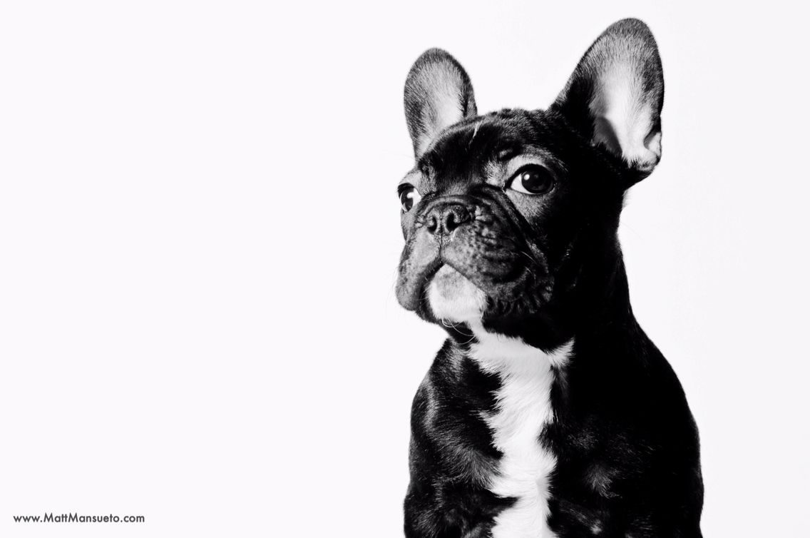 French Bulldog Wallpapers