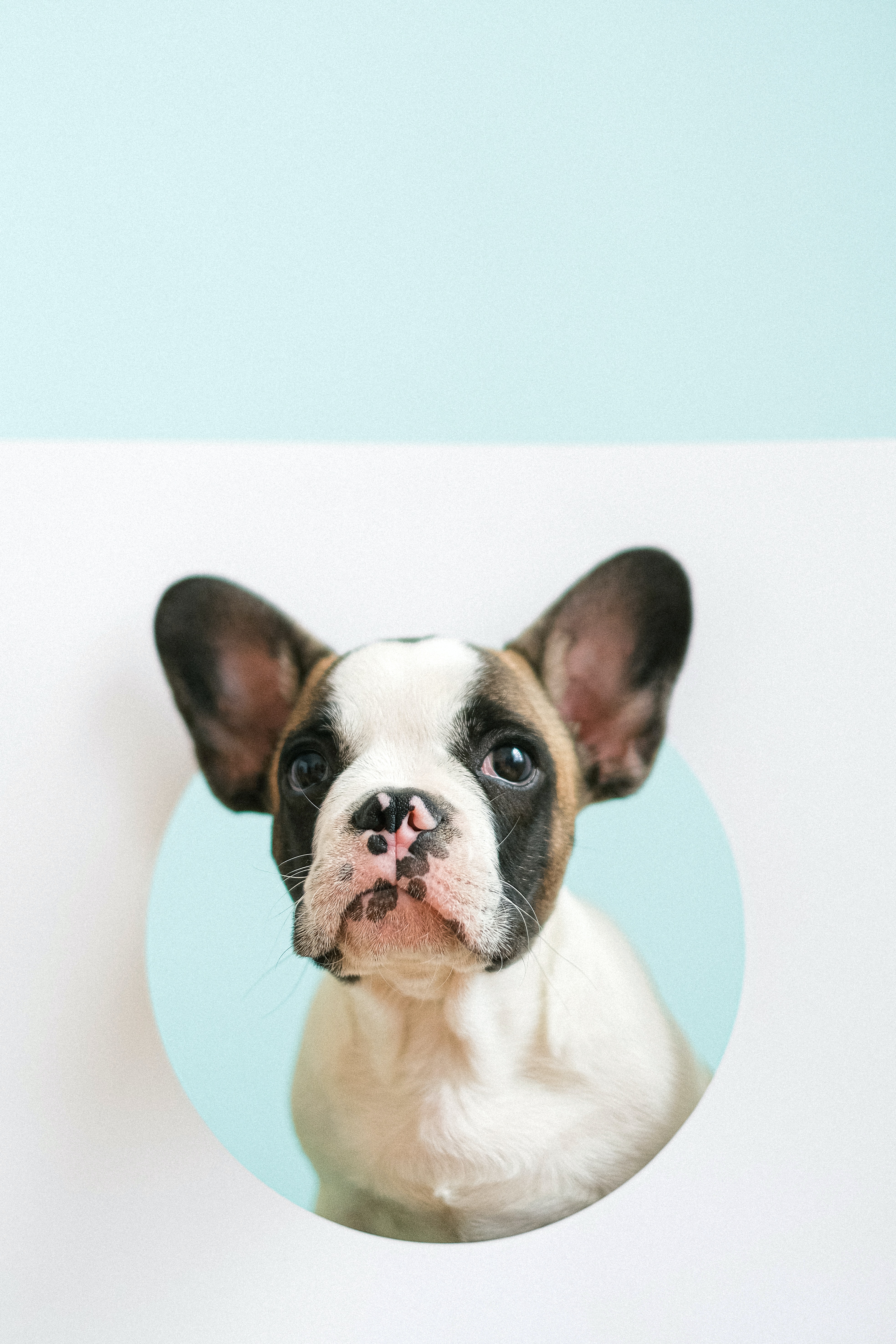 French Bulldog Wallpapers