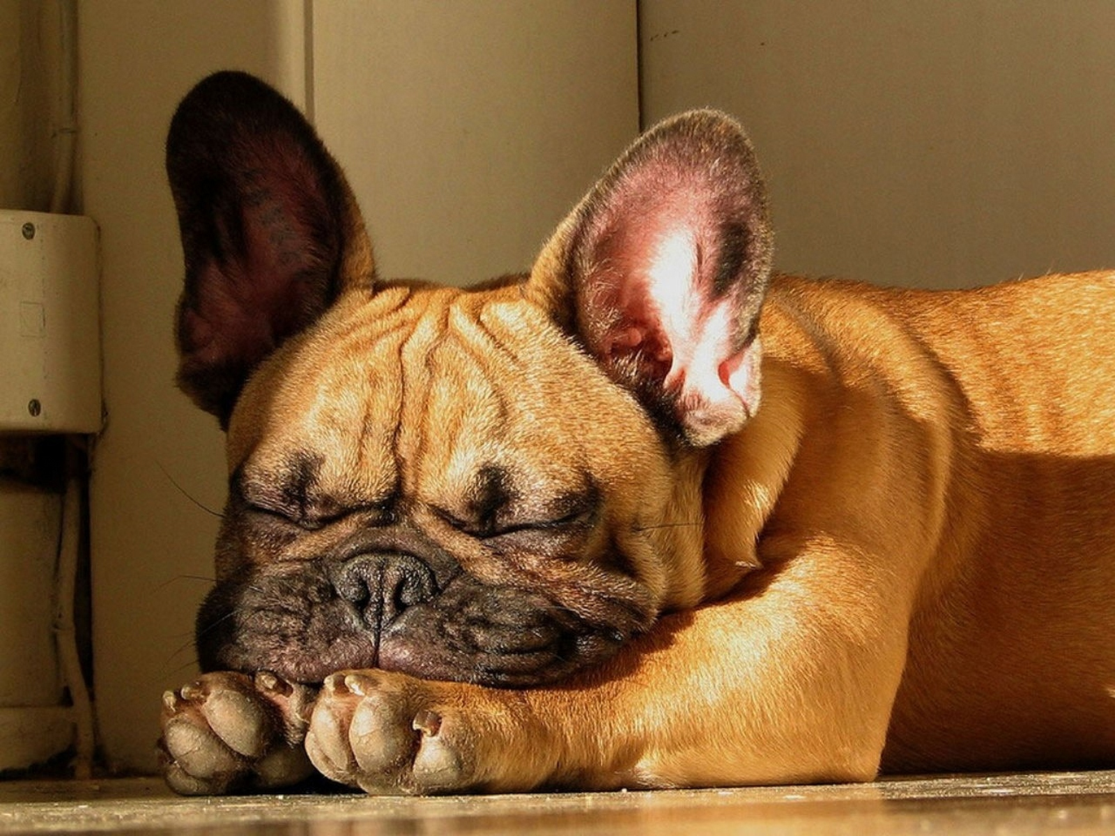 French Bulldog Wallpapers