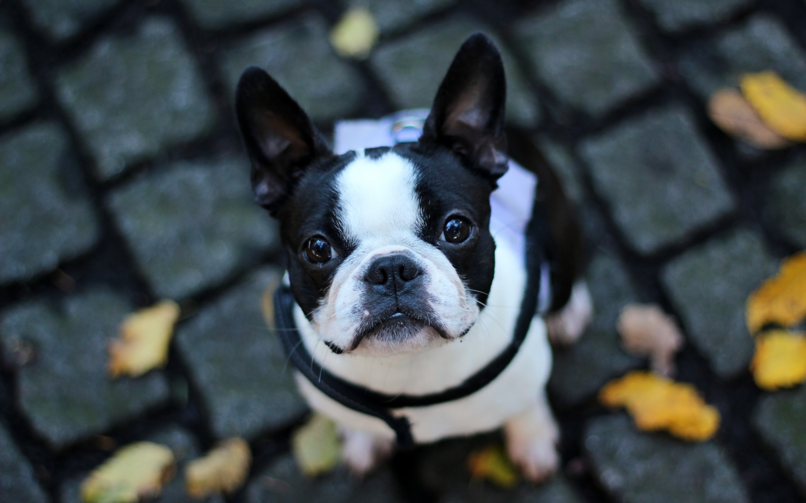 French Bulldog Wallpapers