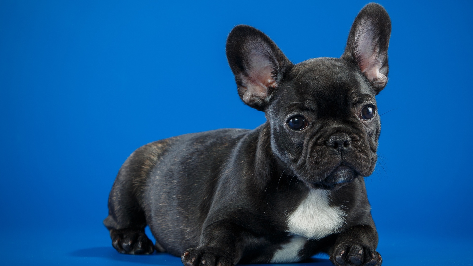 French Bulldog Wallpapers