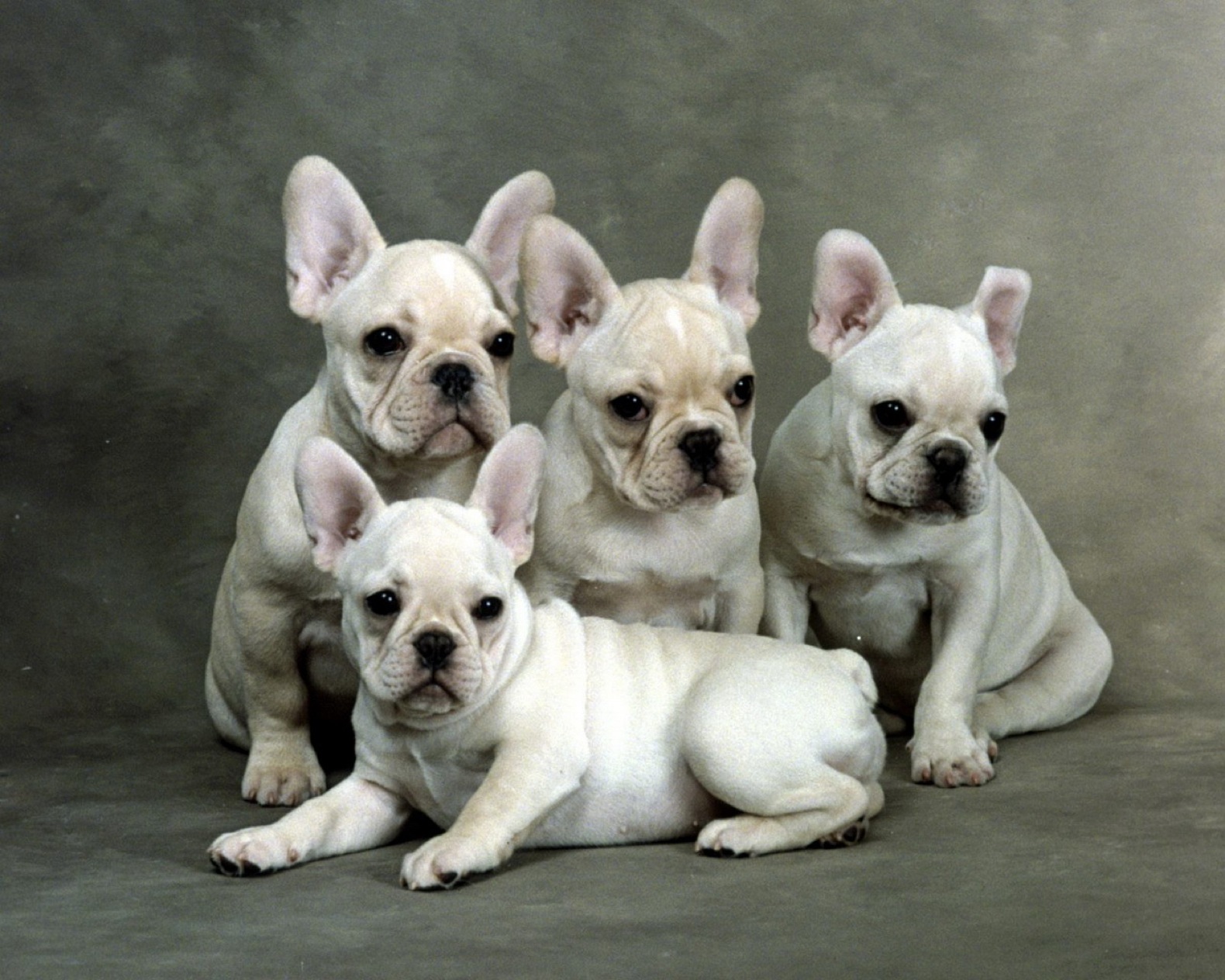 French Bulldog Wallpapers