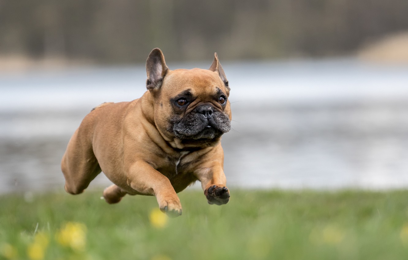 French Bulldog Wallpapers