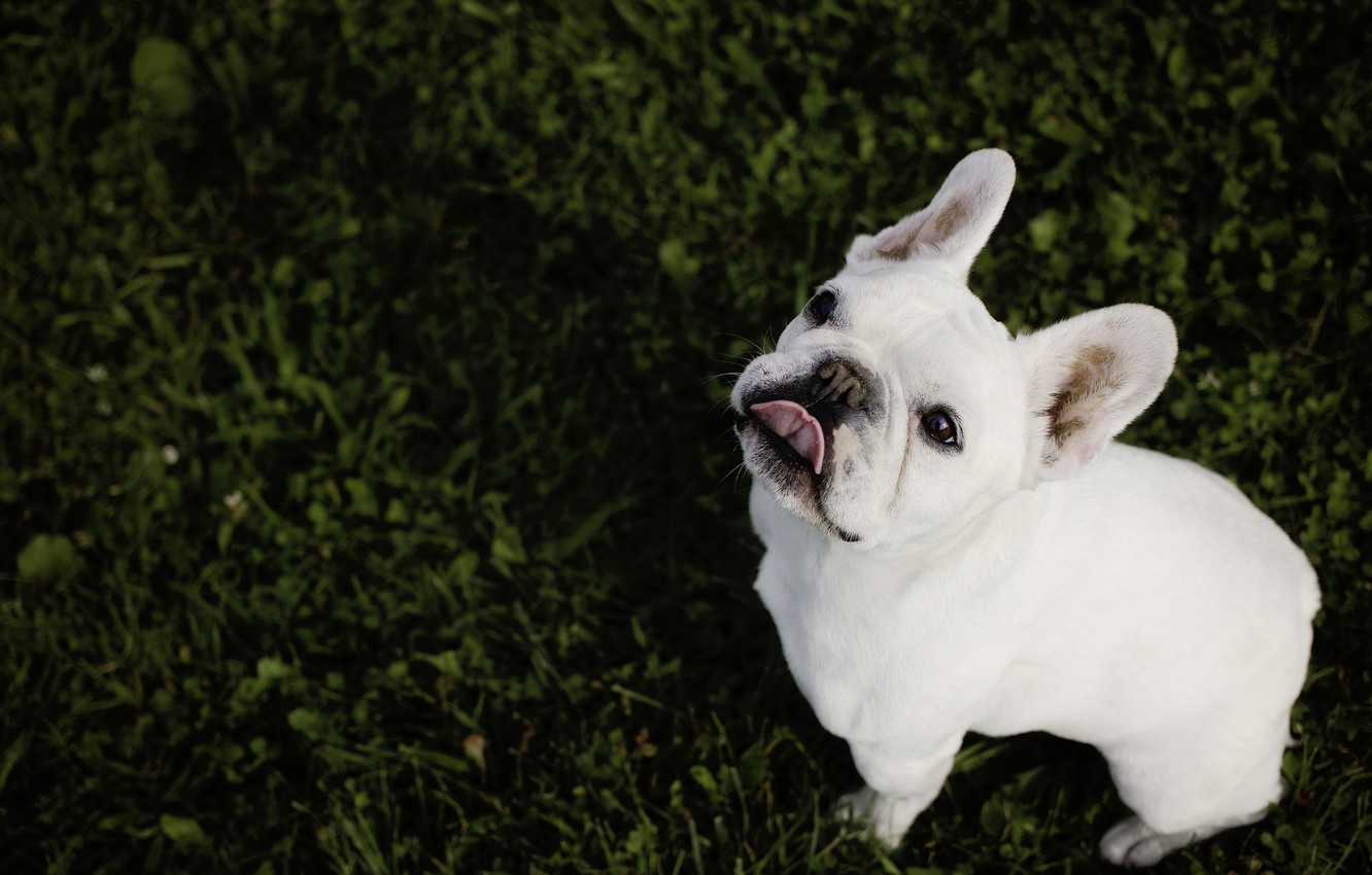 French Bulldog Wallpapers