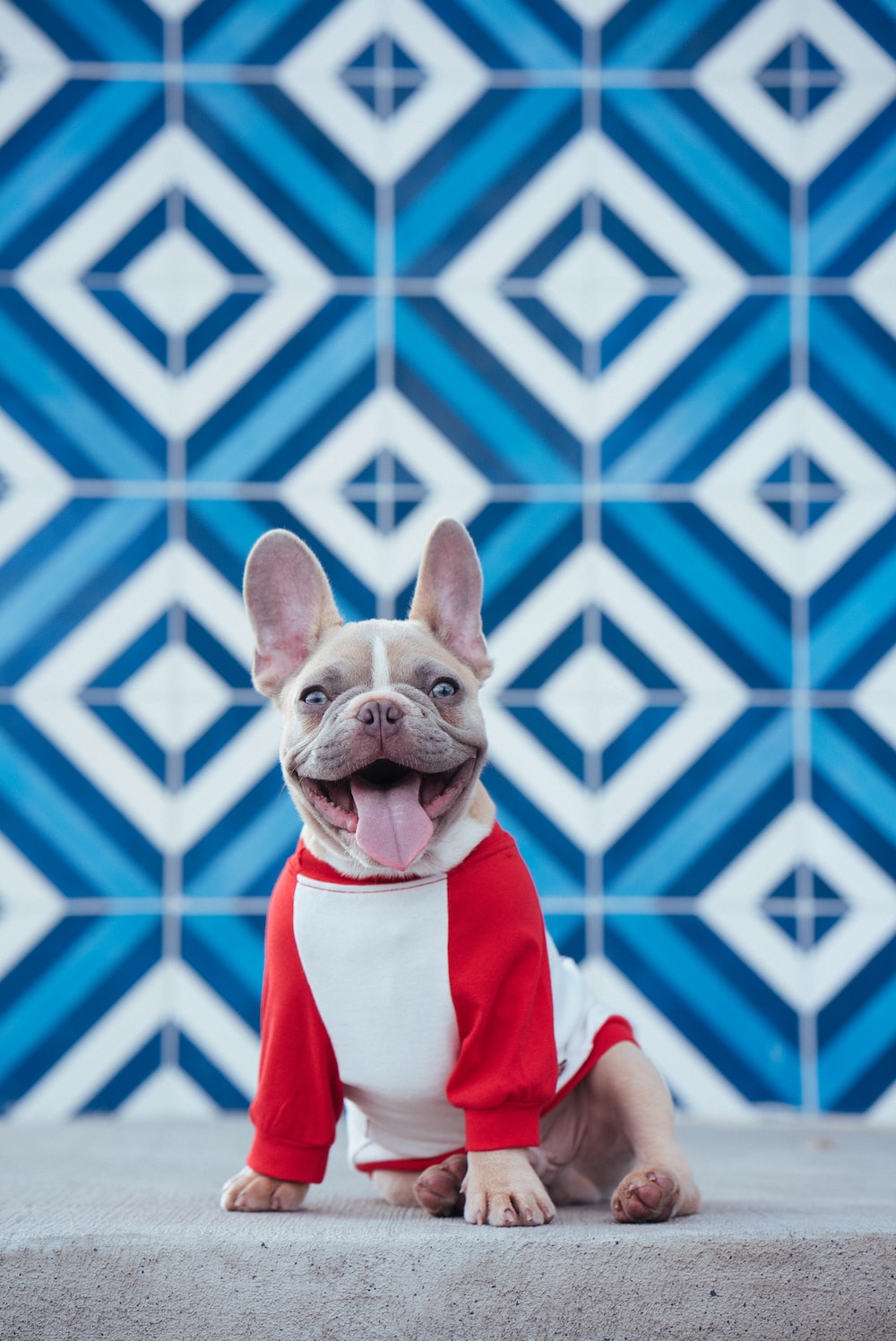 French Bulldog Wallpapers