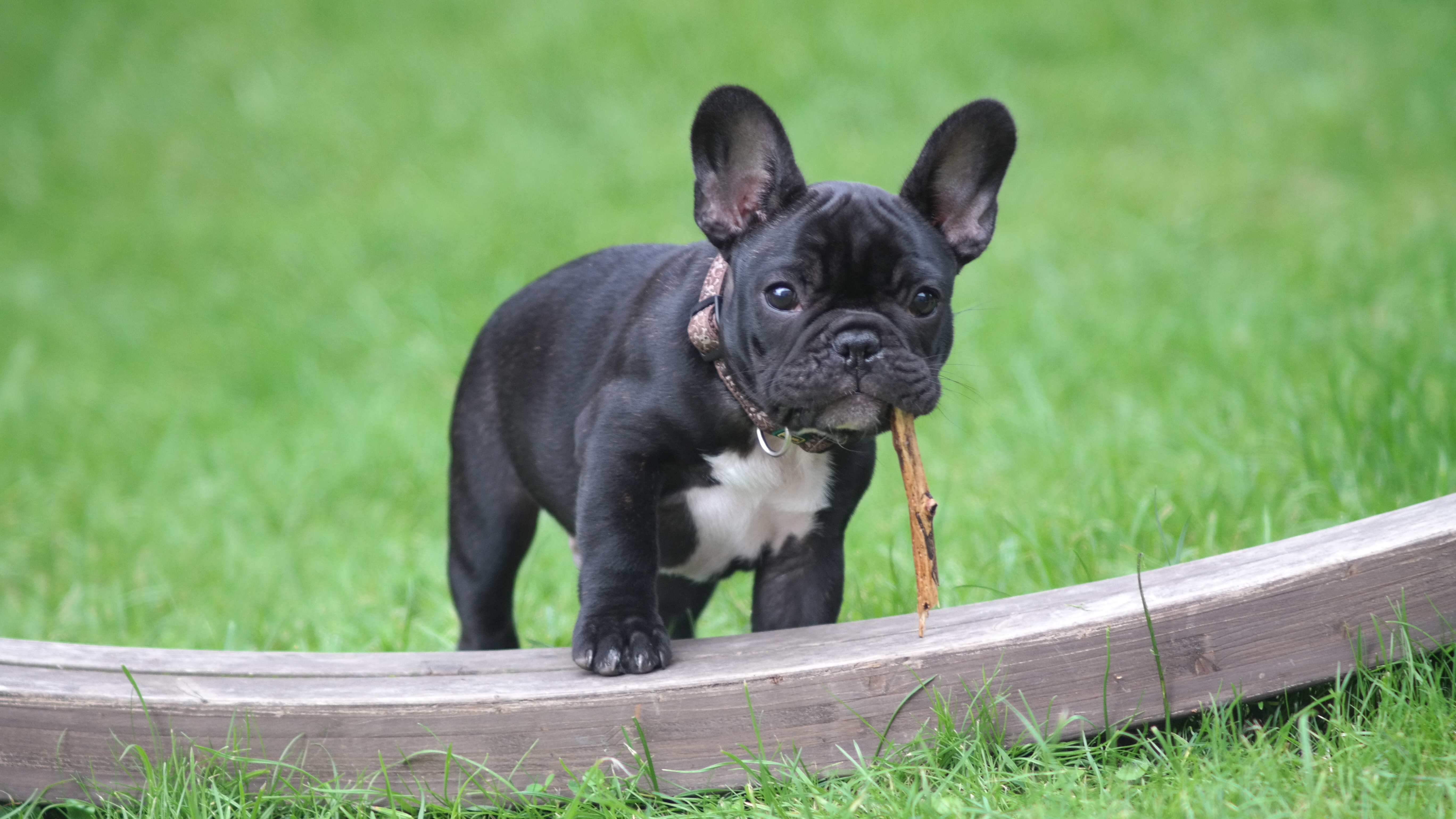 French Bulldog Wallpapers