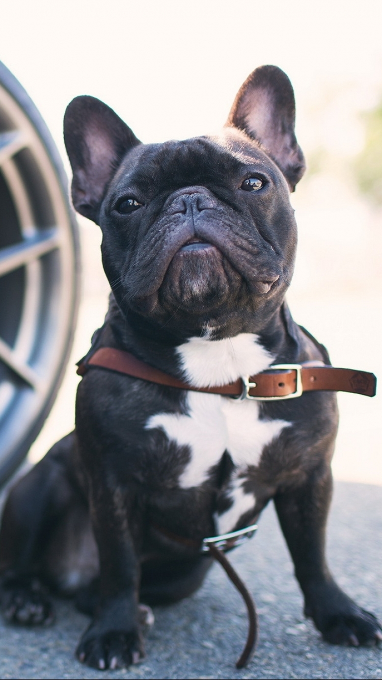 French Bulldog Wallpapers