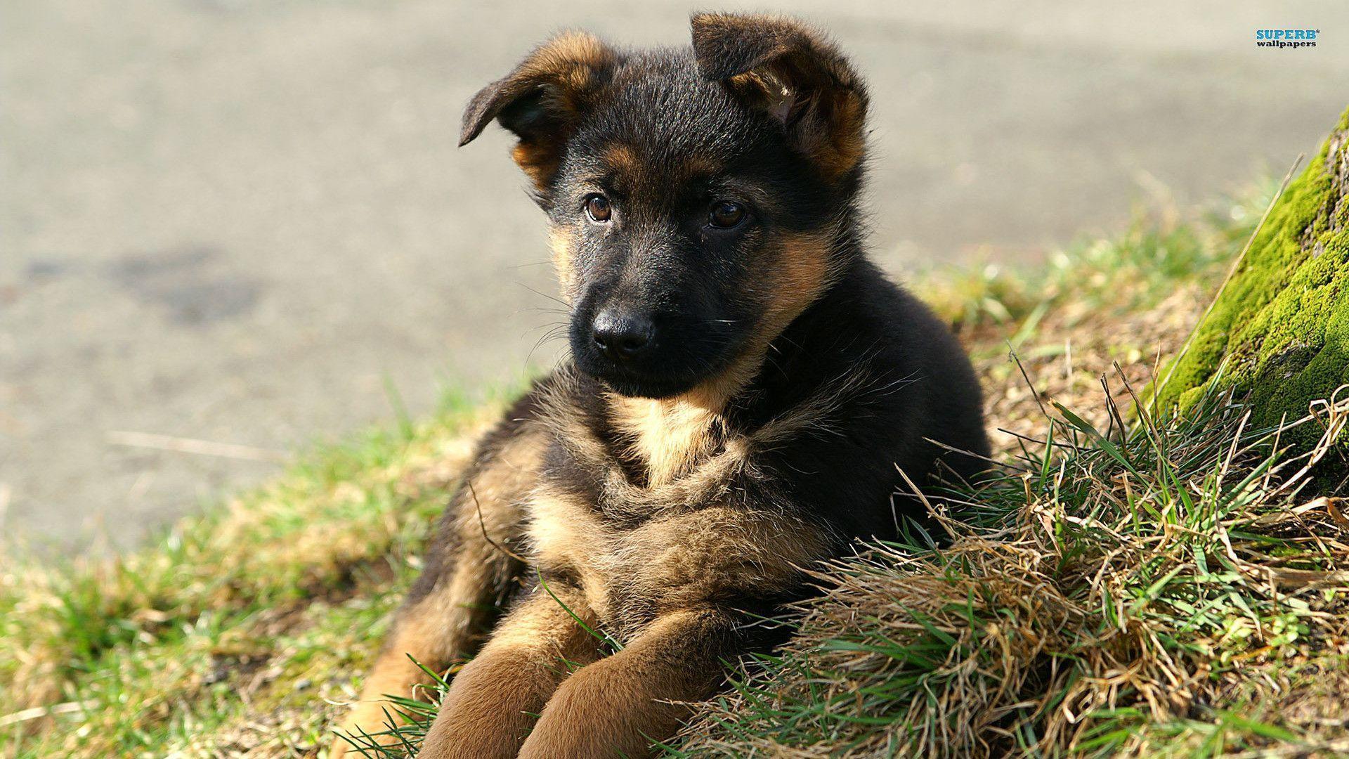 German Shepherd Wallpapers