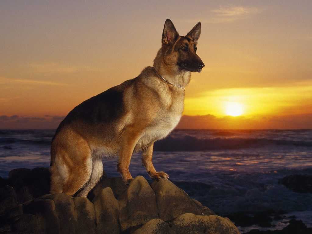 German Shepherd Wallpapers