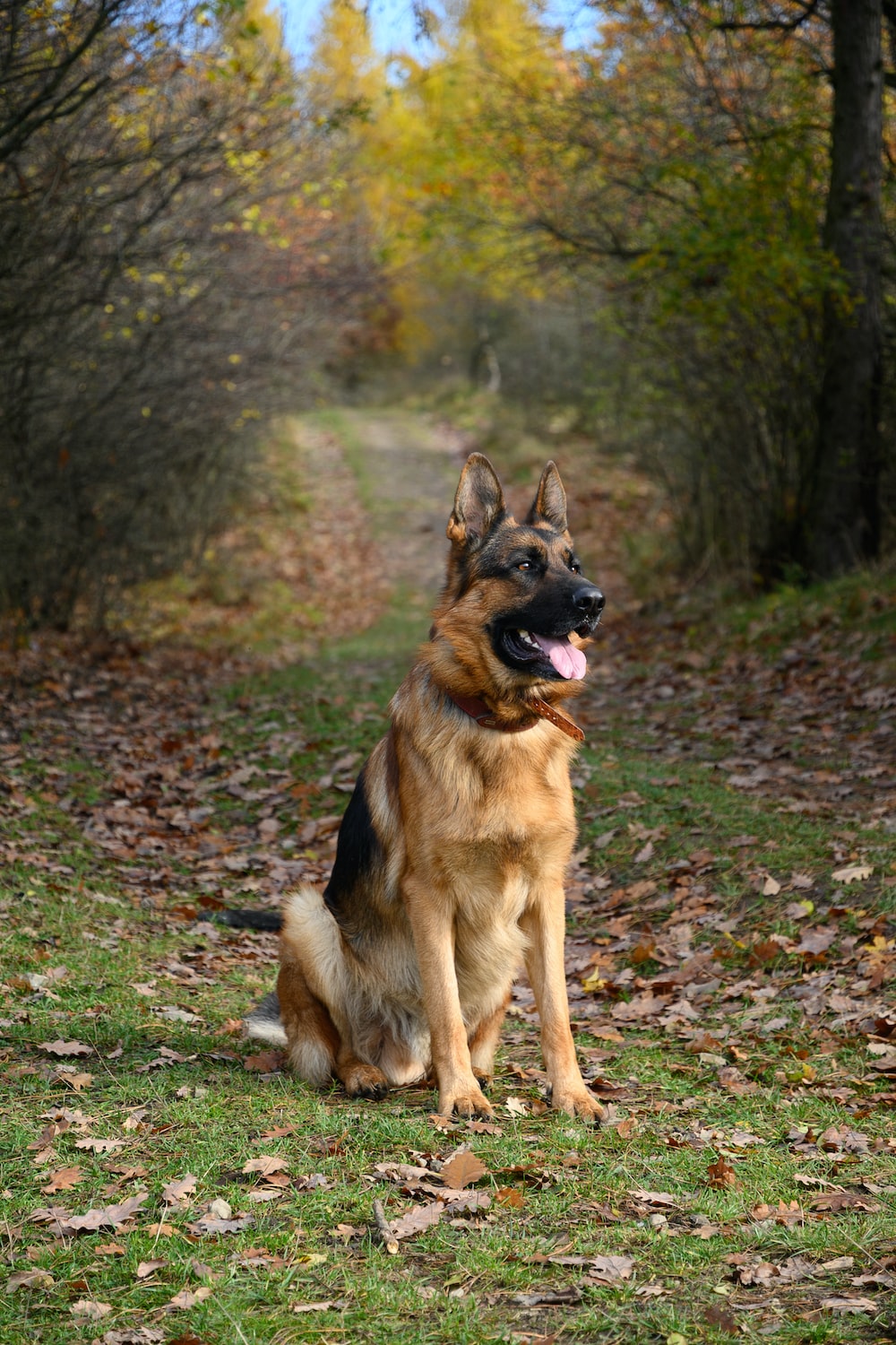 German Shepherd Wallpapers