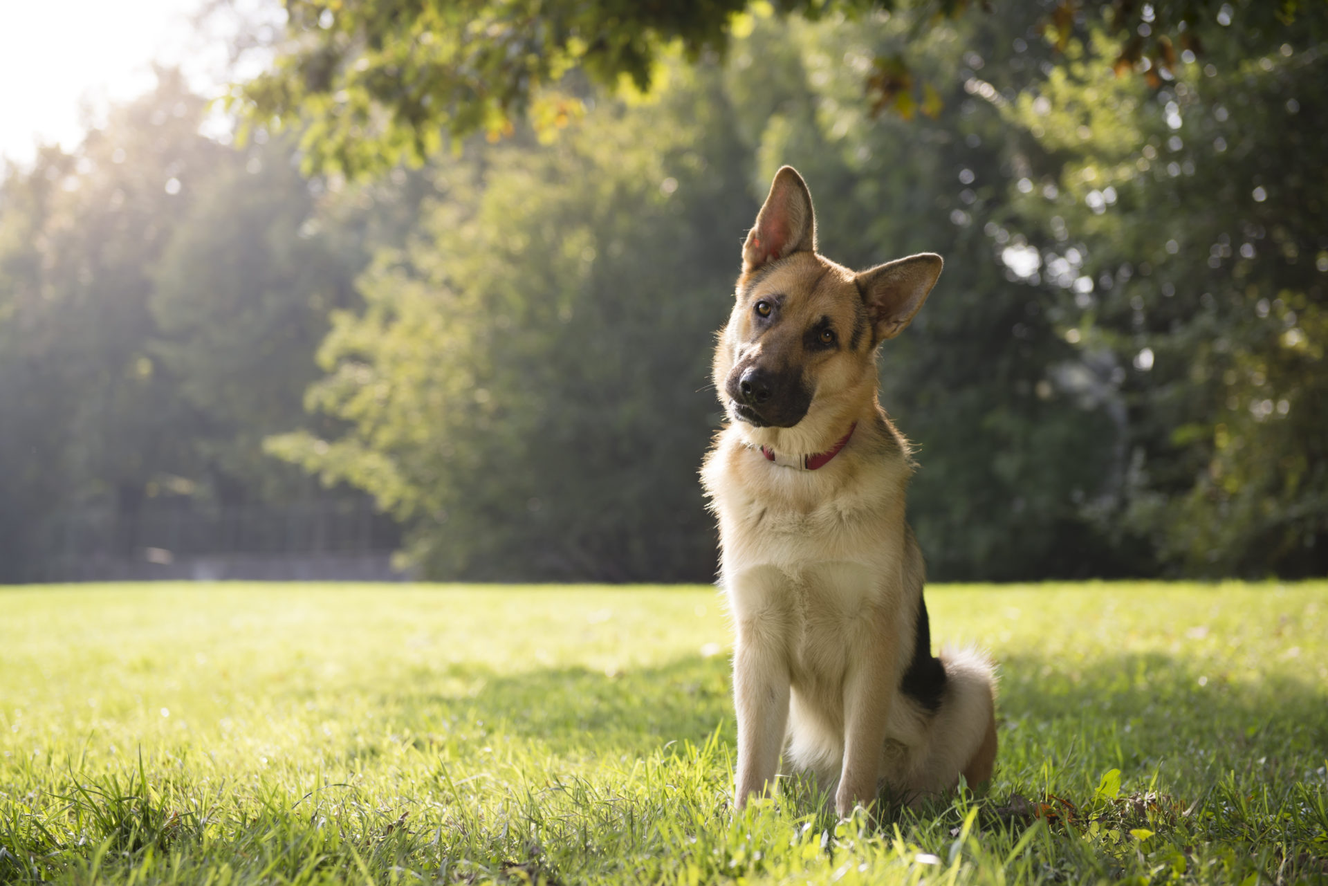 German Shepherd Wallpapers