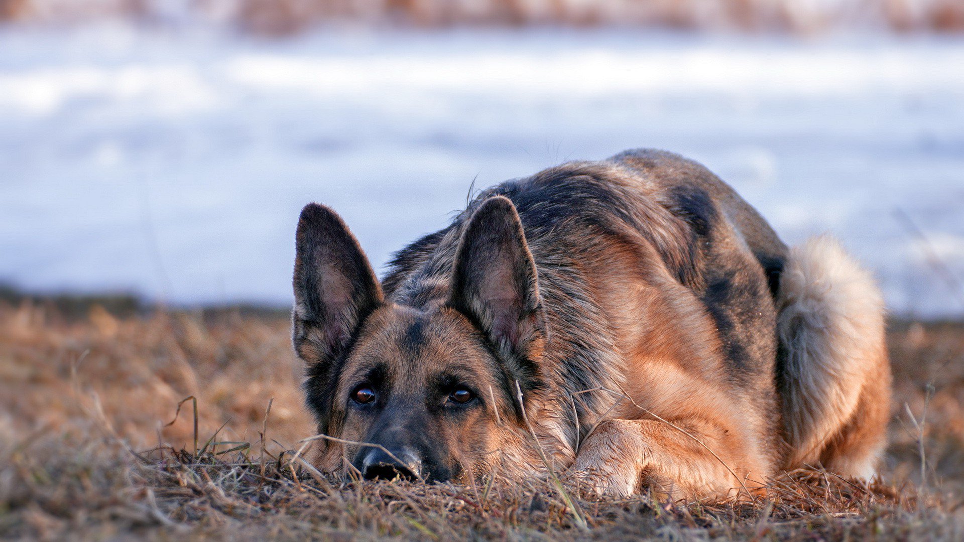 German Shepherd Wallpapers