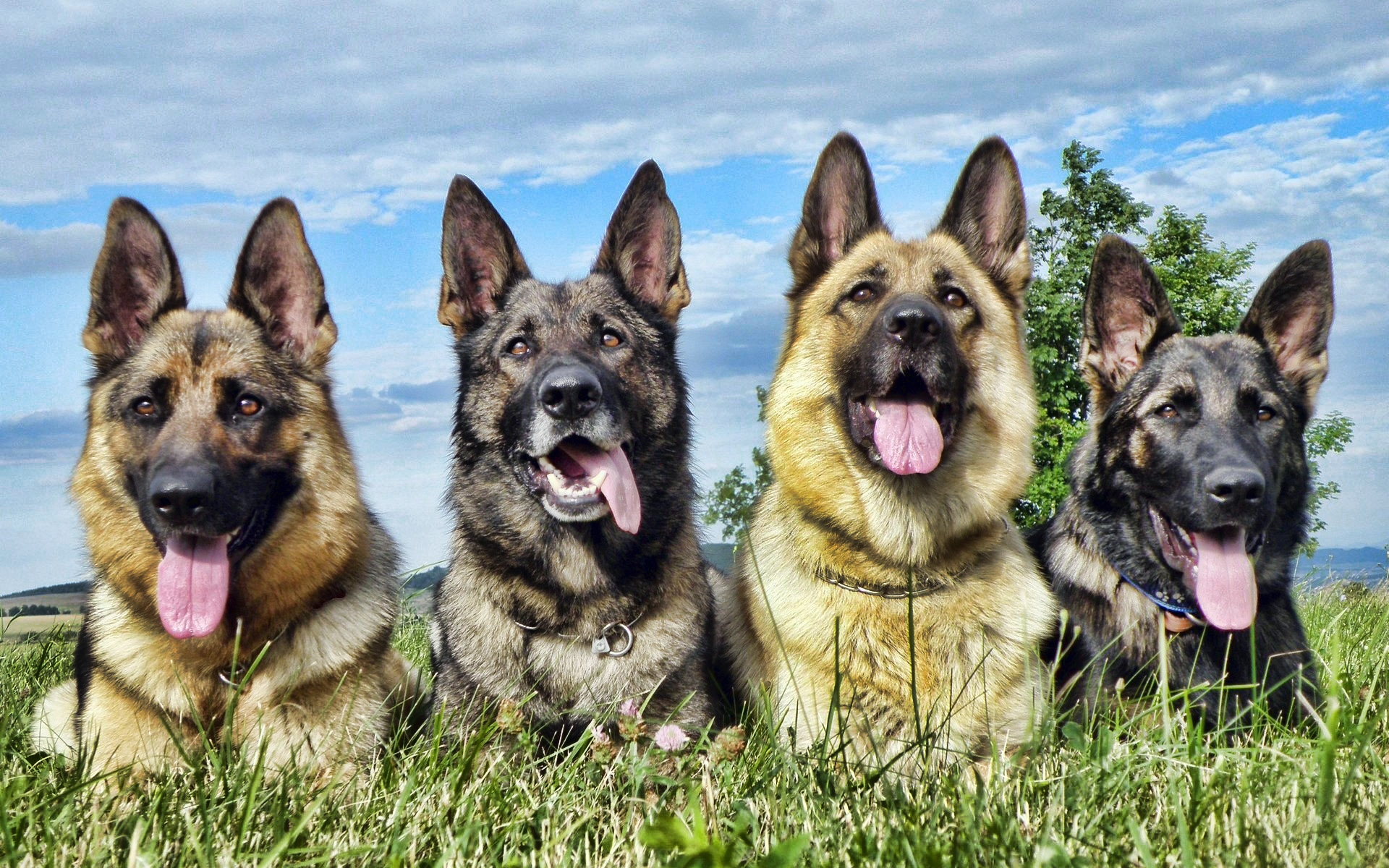 German Shepherd Wallpapers