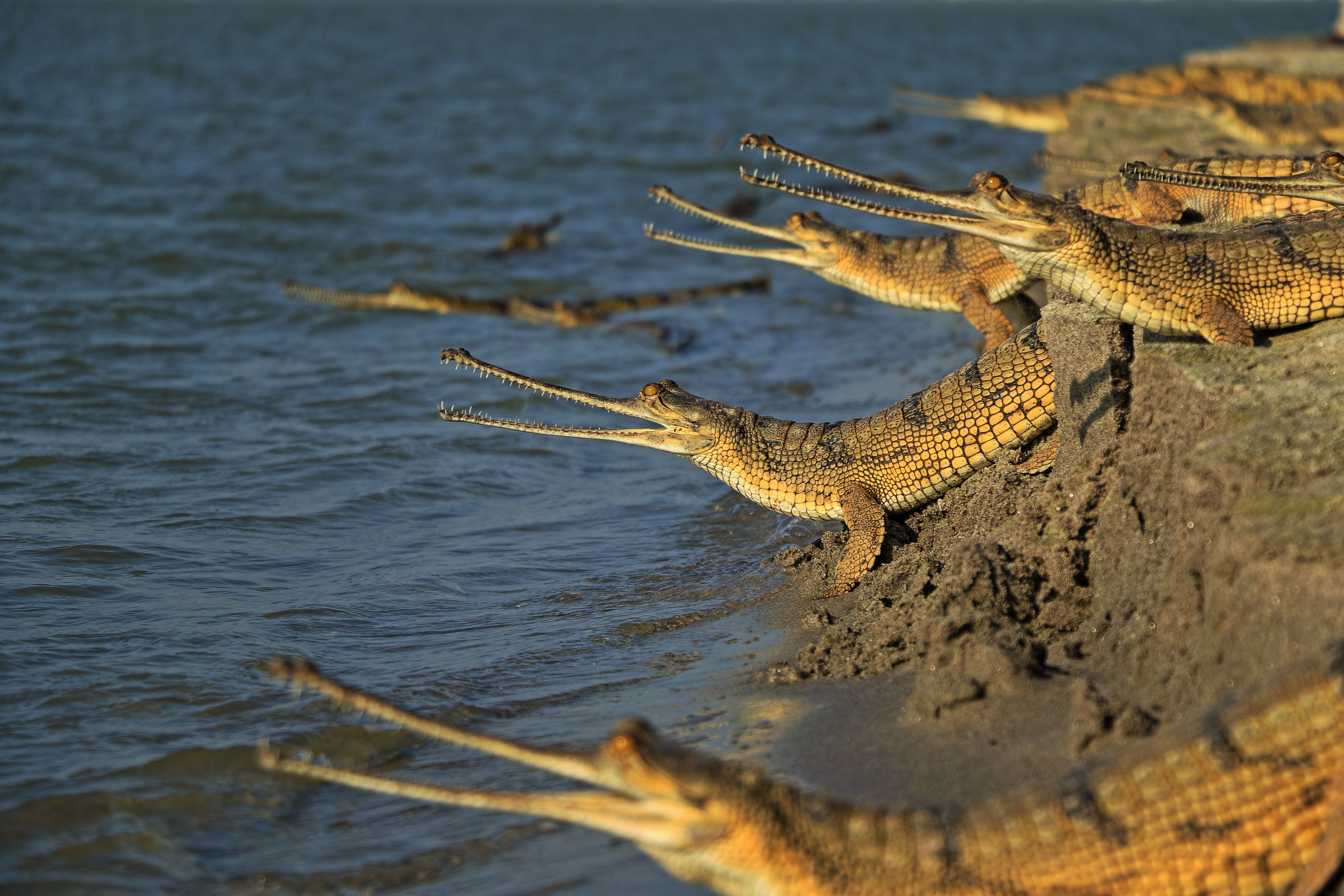 Gharials Wallpapers