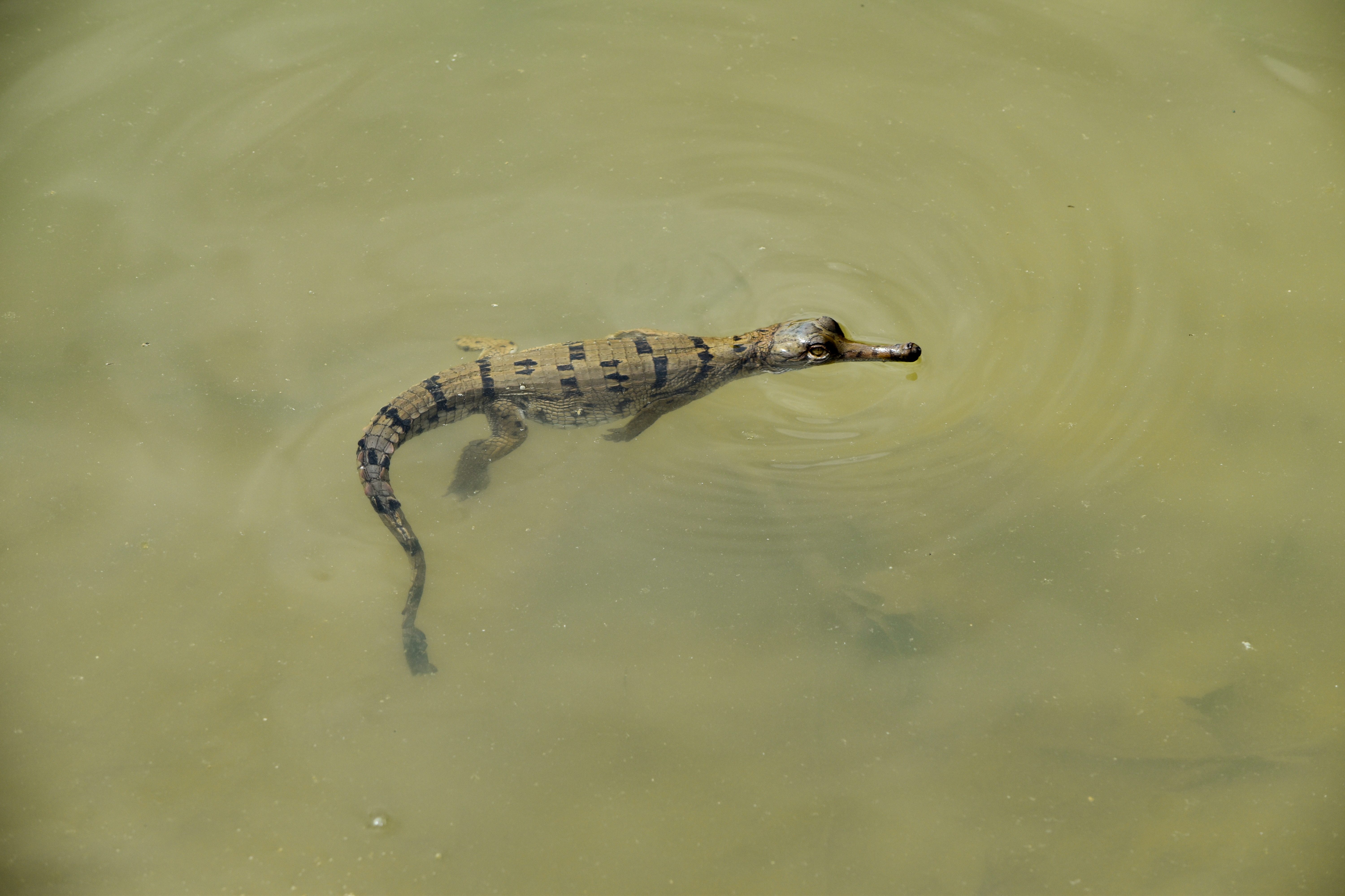 Gharials Wallpapers