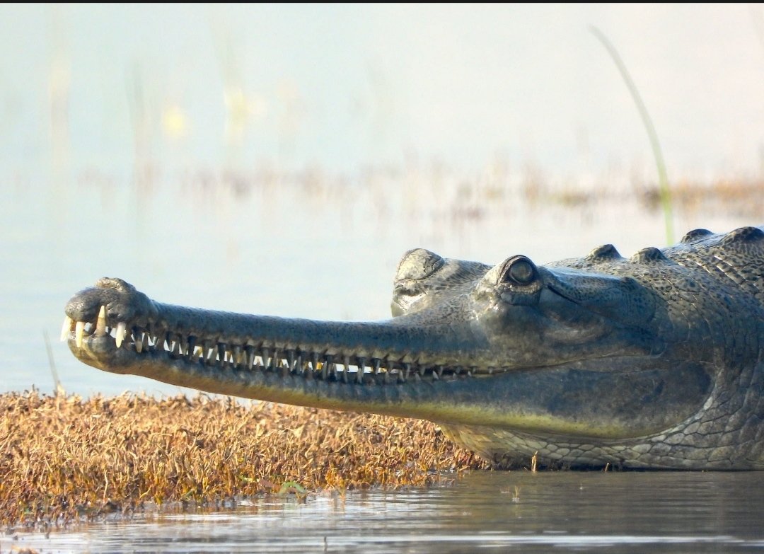 Gharials Wallpapers