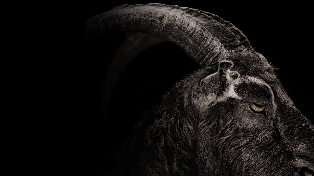 Goat Wallpapers