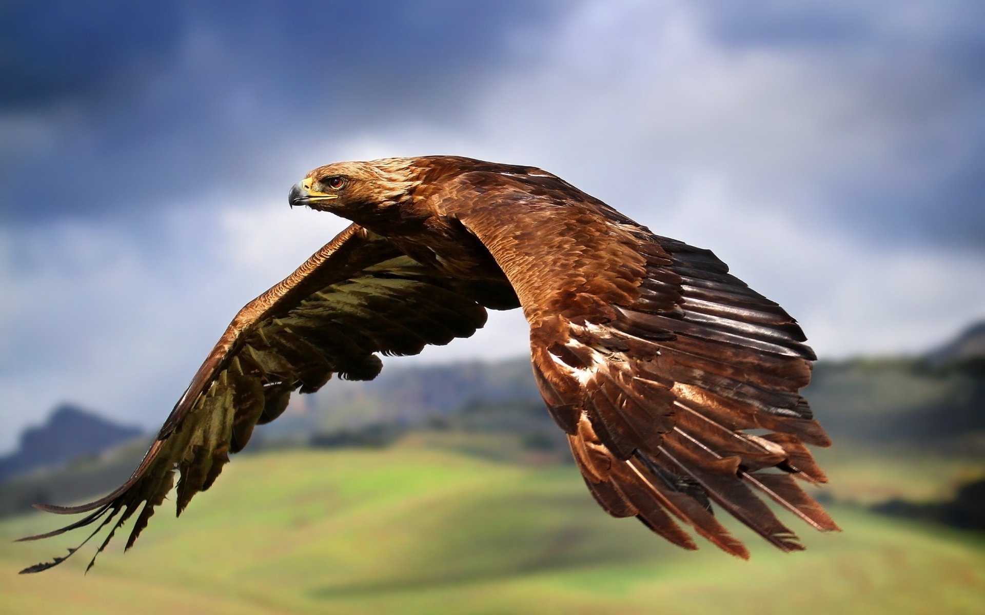 Golden Eagle Wallpapers