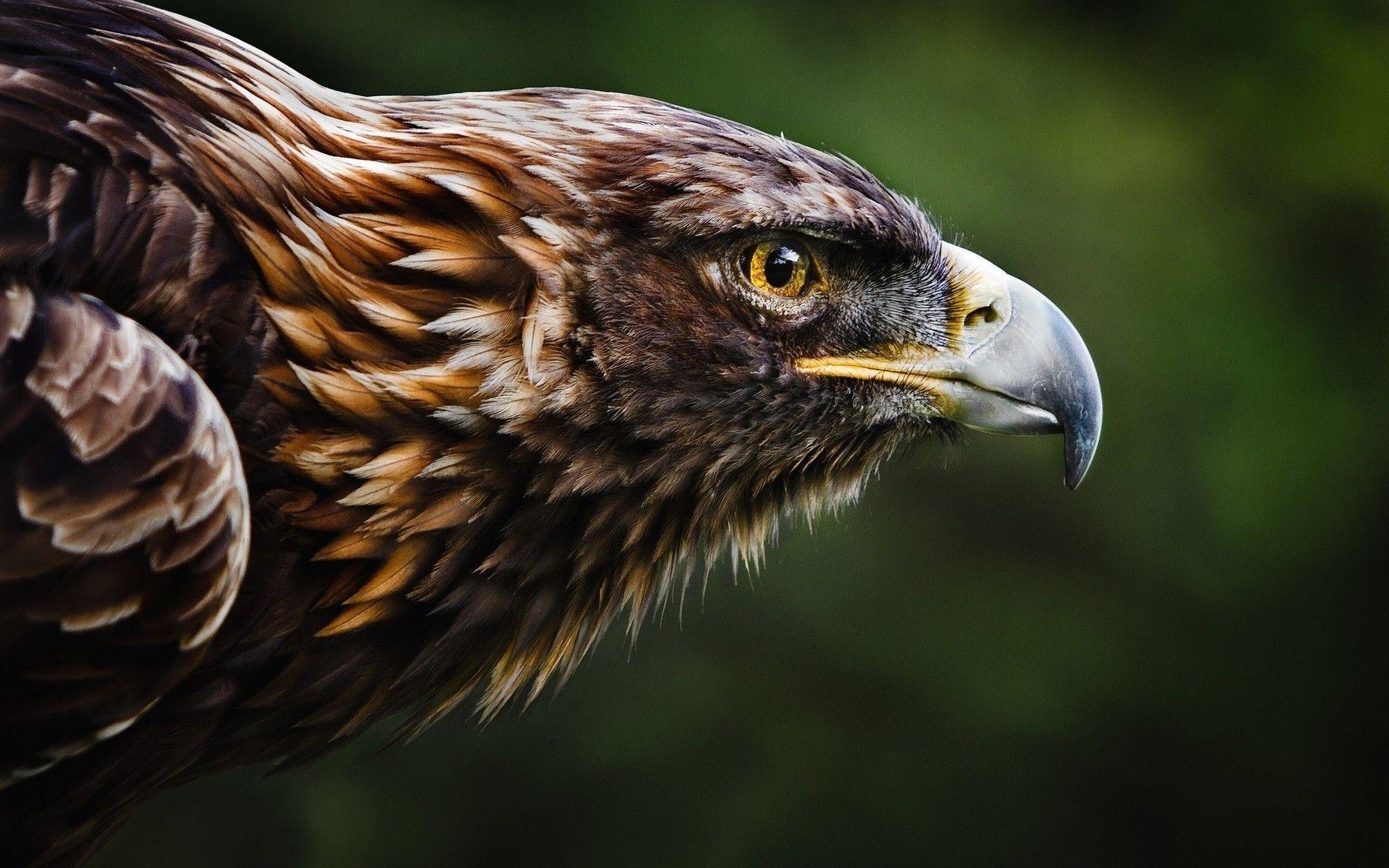 Golden Eagle Wallpapers