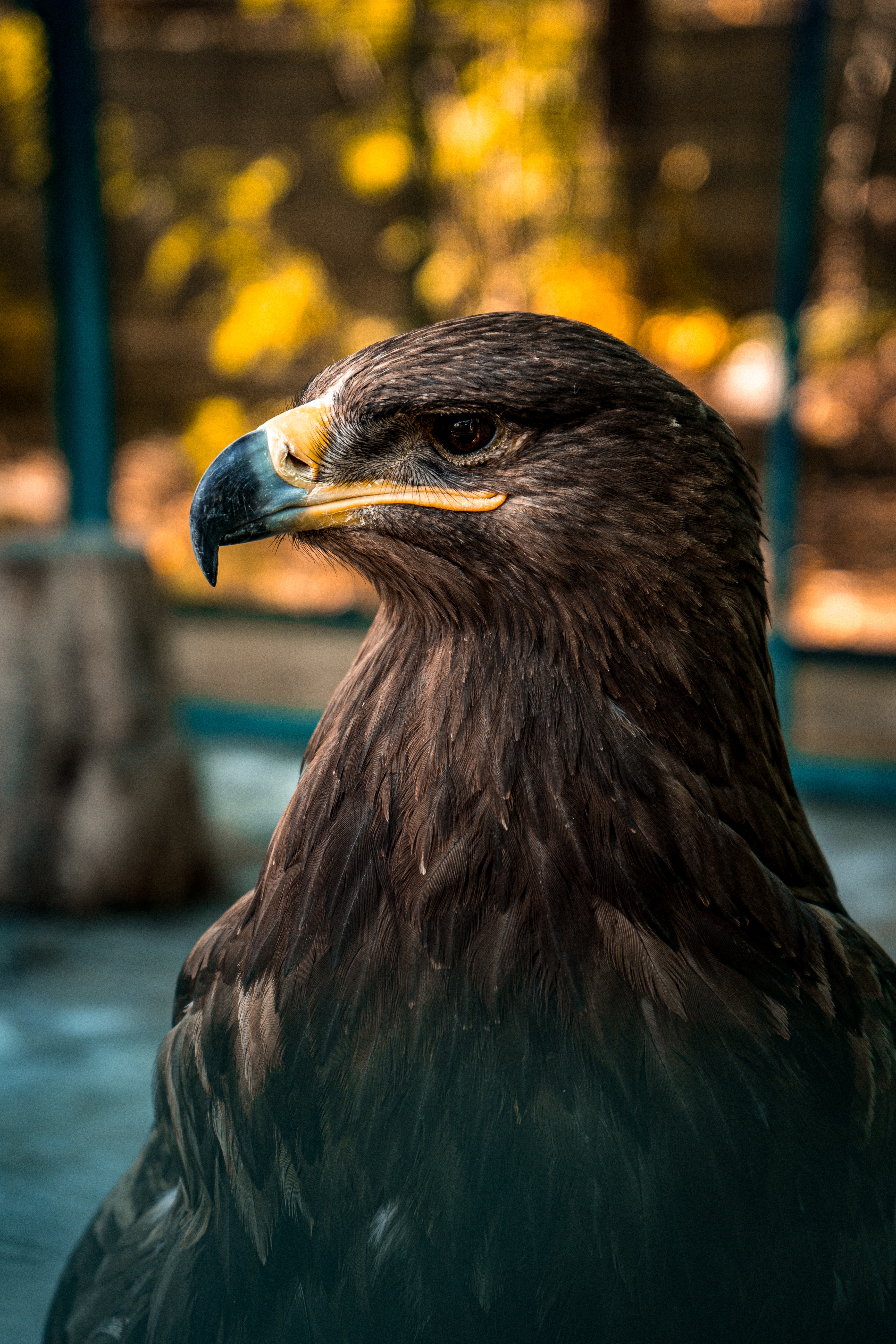 Golden Eagle Wallpapers