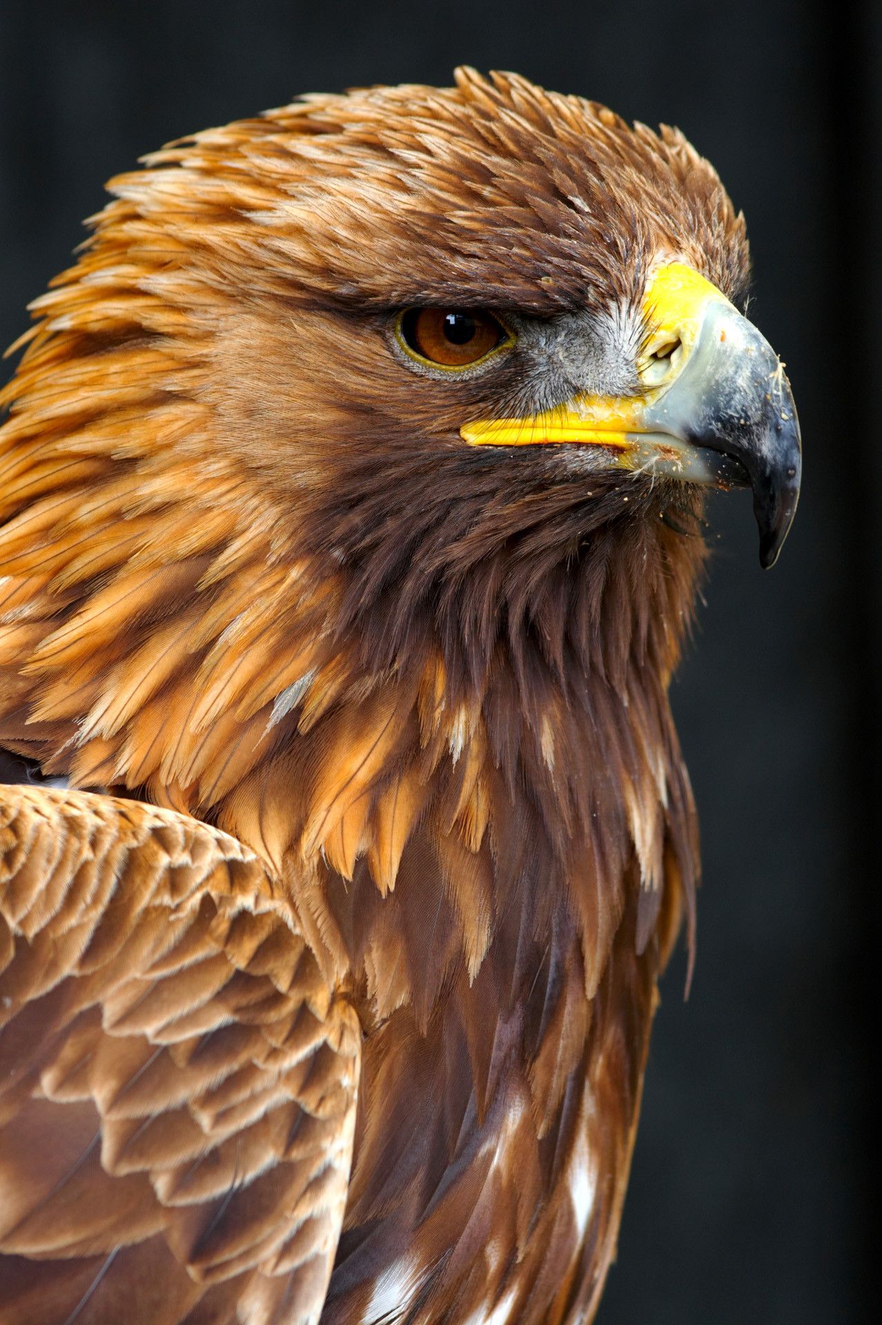 Golden Eagle Wallpapers