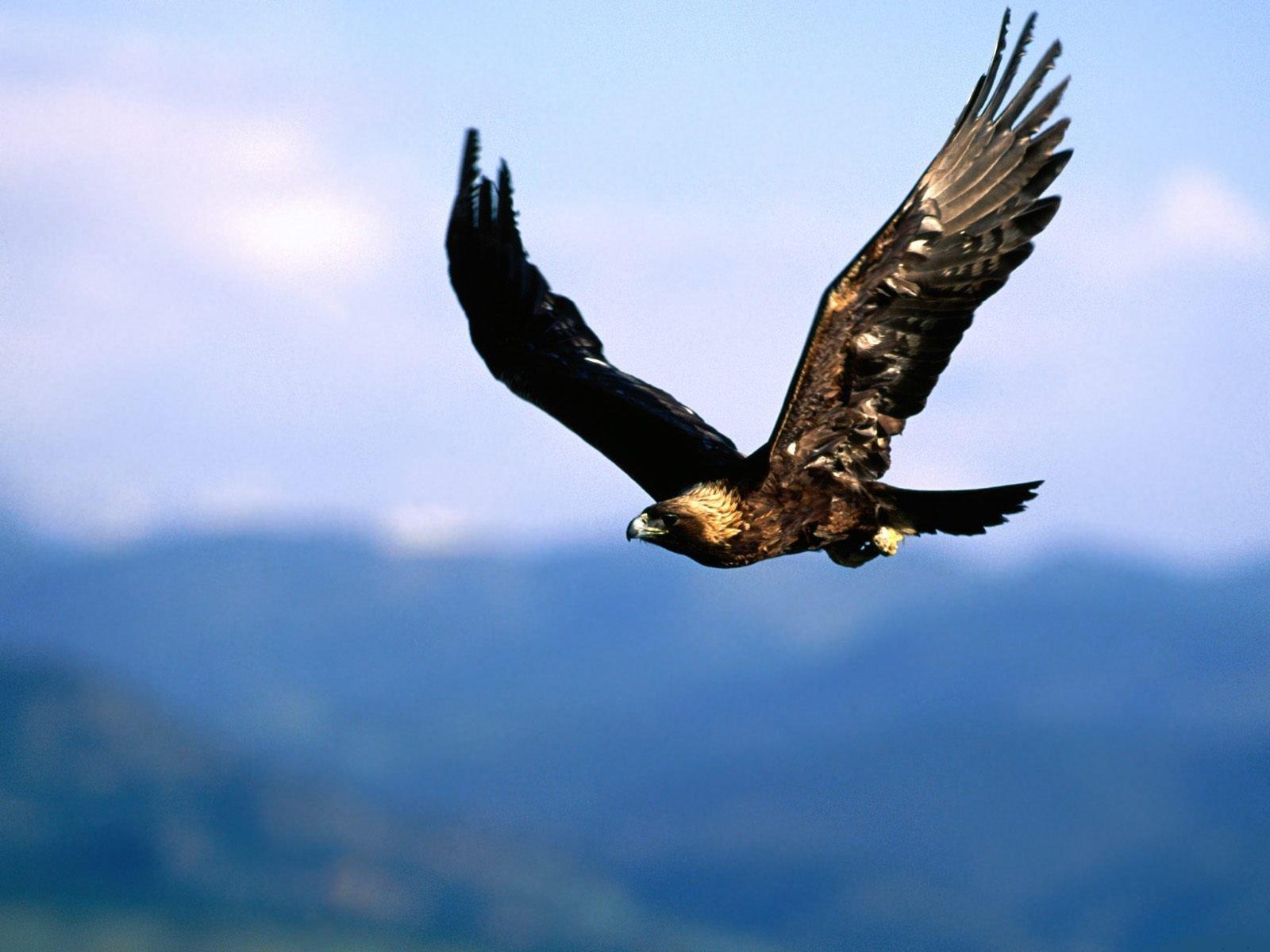 Golden Eagle Wallpapers