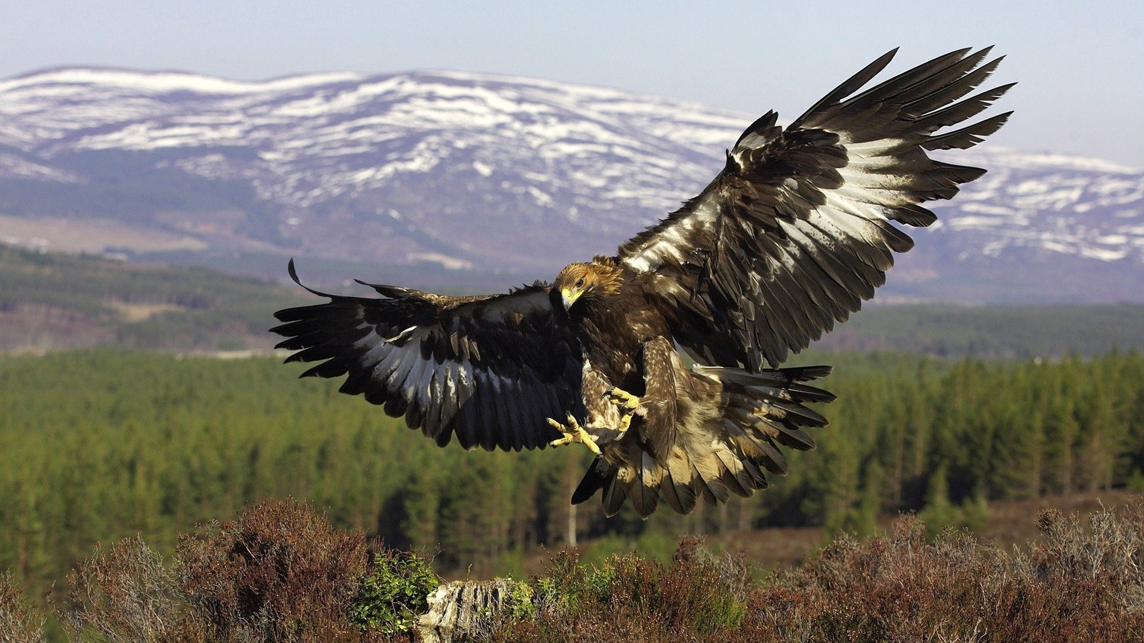 Golden Eagle Wallpapers