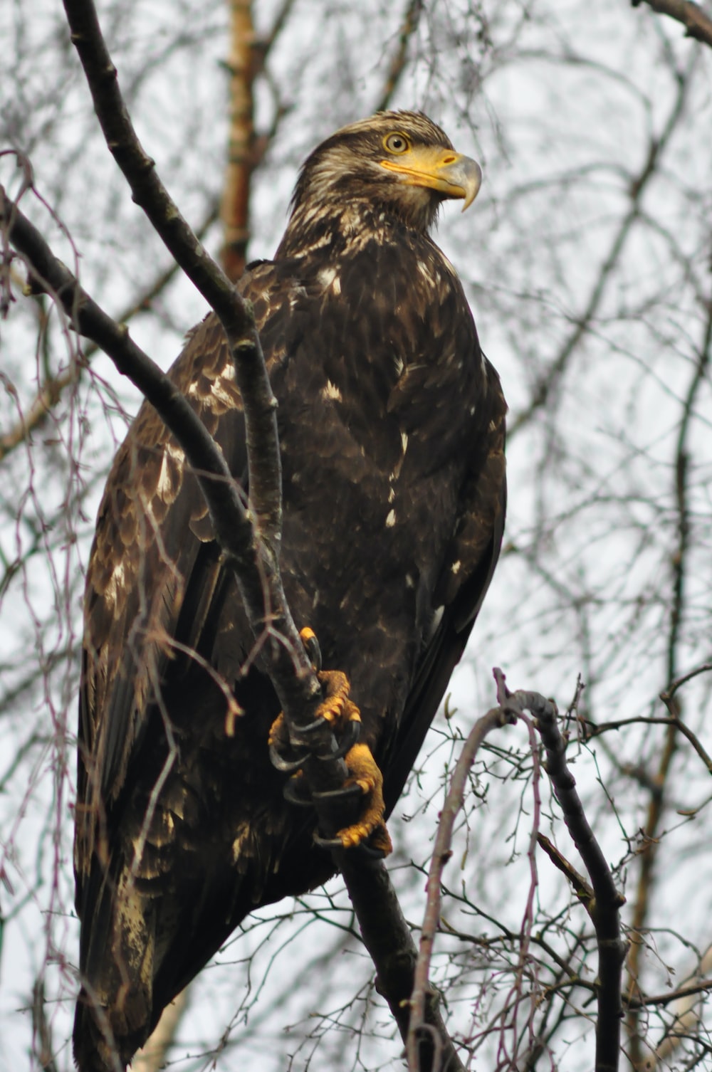 Golden Eagle Wallpapers