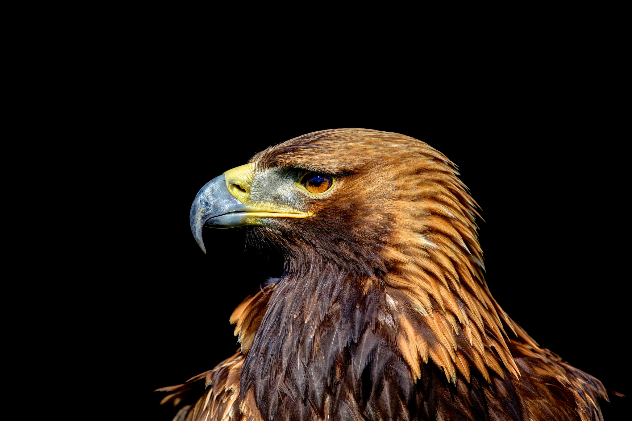 Golden Eagle Wallpapers