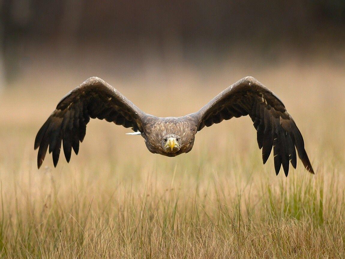 Golden Eagle Wallpapers