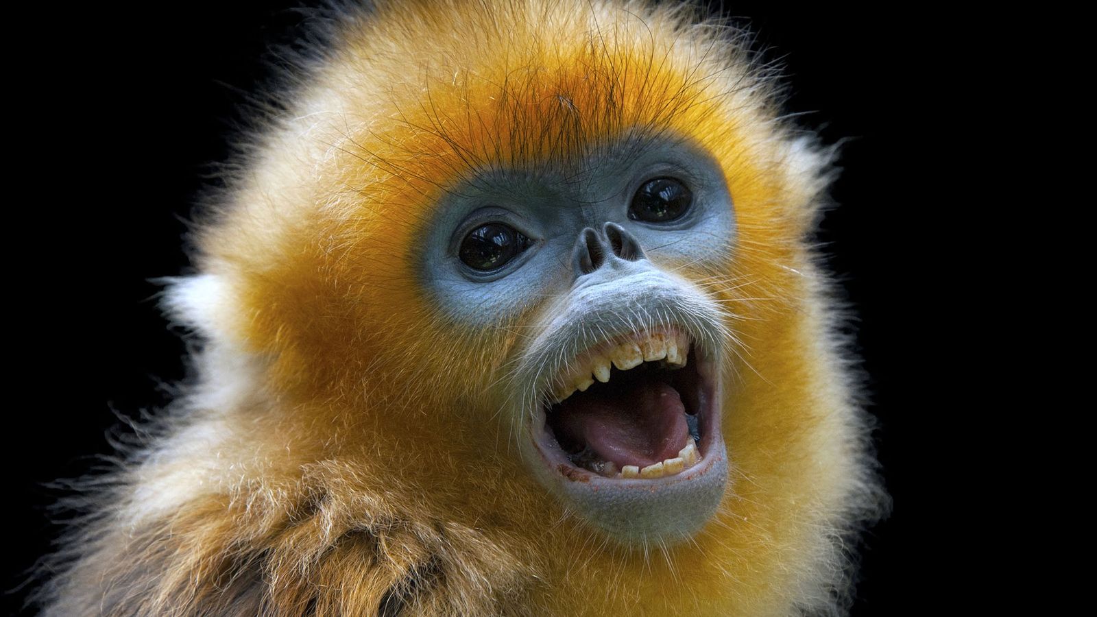 Golden Snub-Nosed Monkey Wallpapers