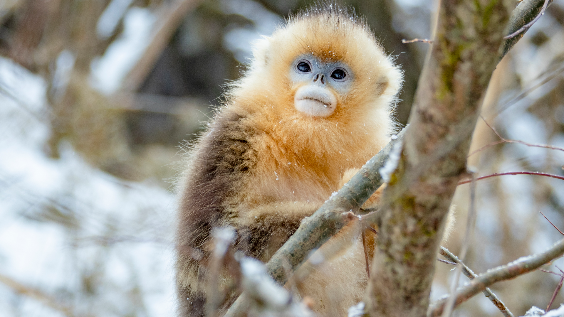 Golden Snub-Nosed Monkey Wallpapers