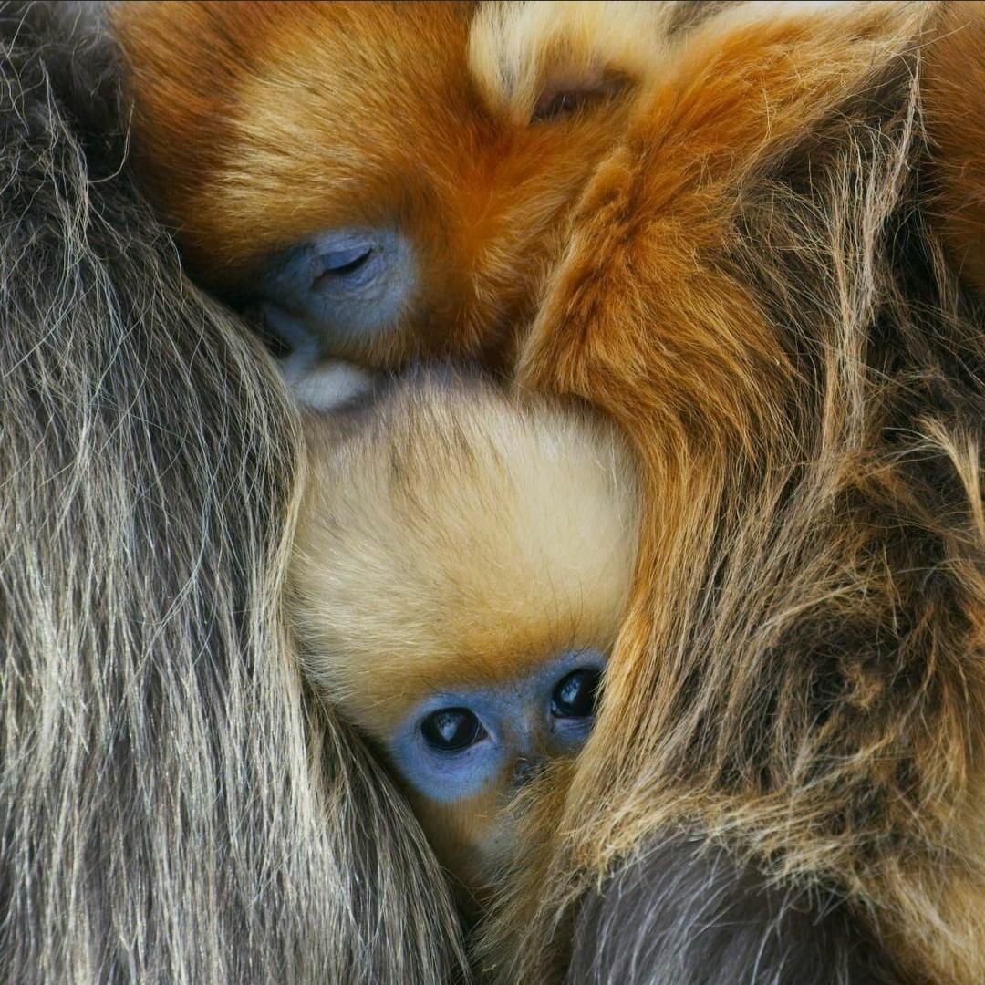 Golden Snub-Nosed Monkey Wallpapers