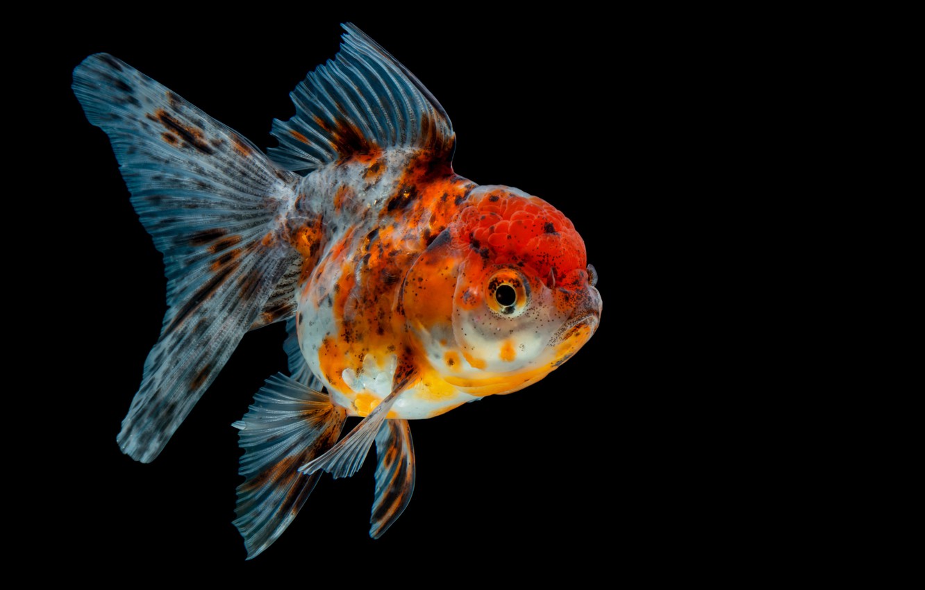 Goldfish Wallpapers